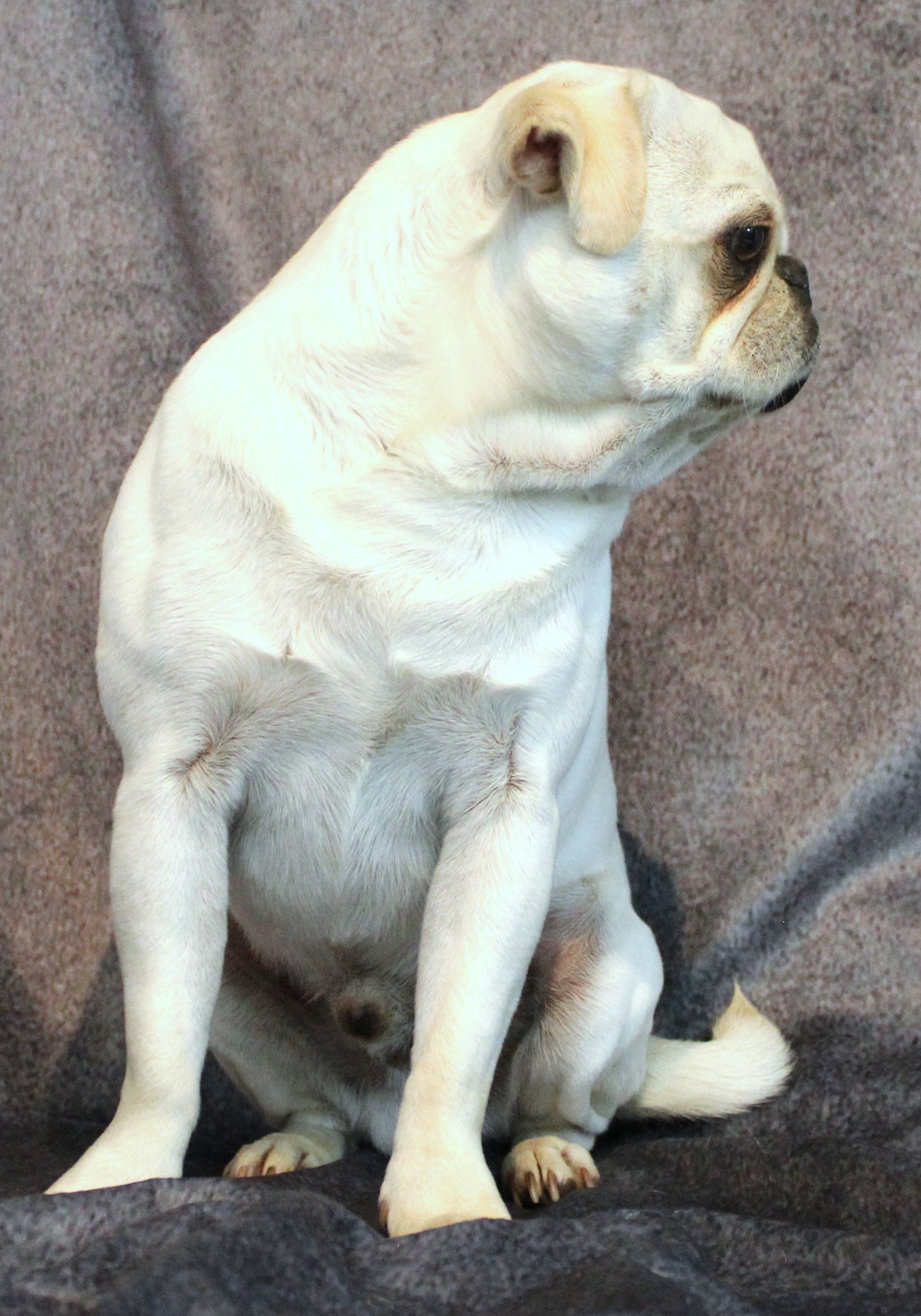 Manny JWhite Pug  From JnJPugsNPaps
