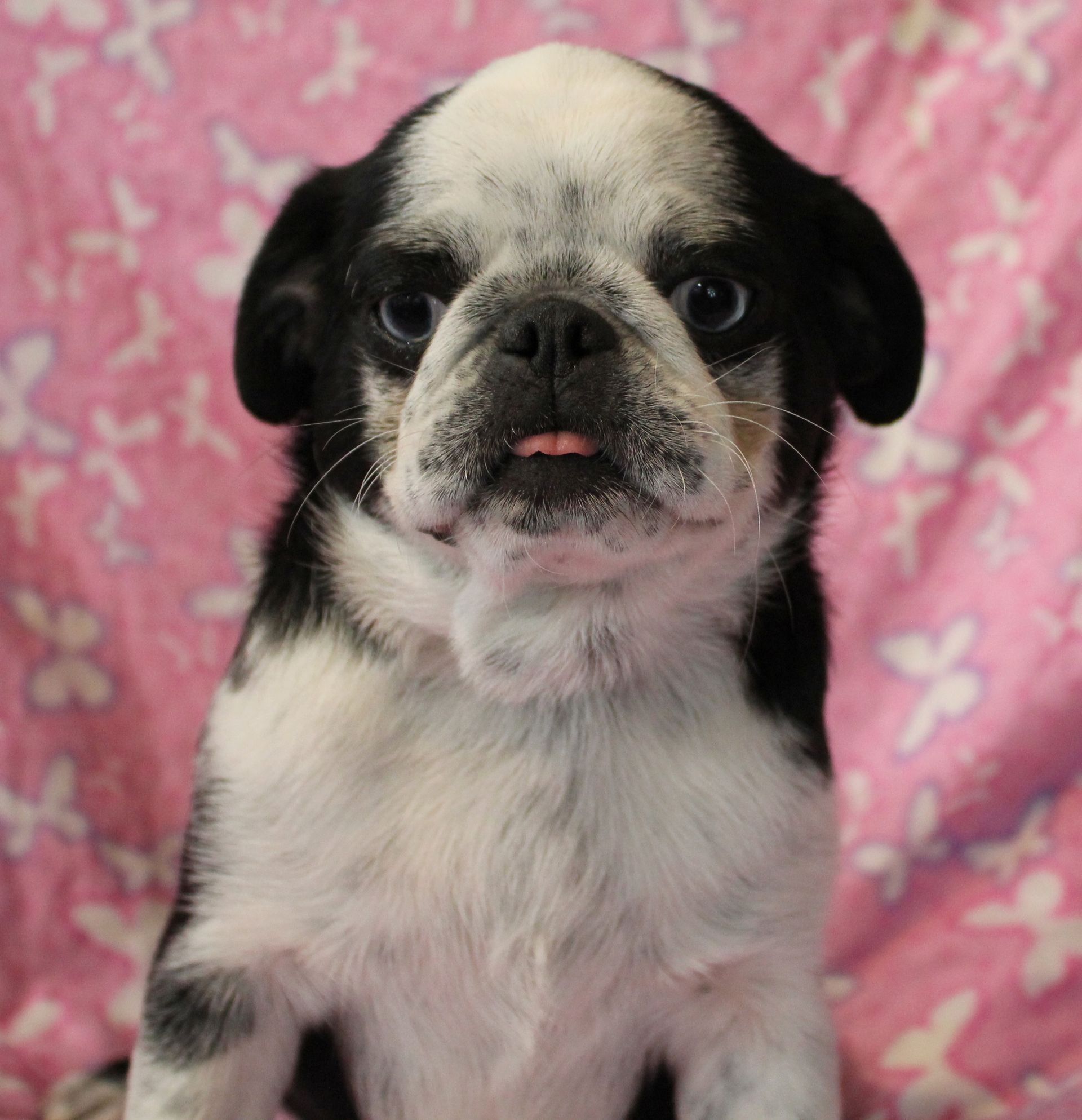 Mochi Panda Pug