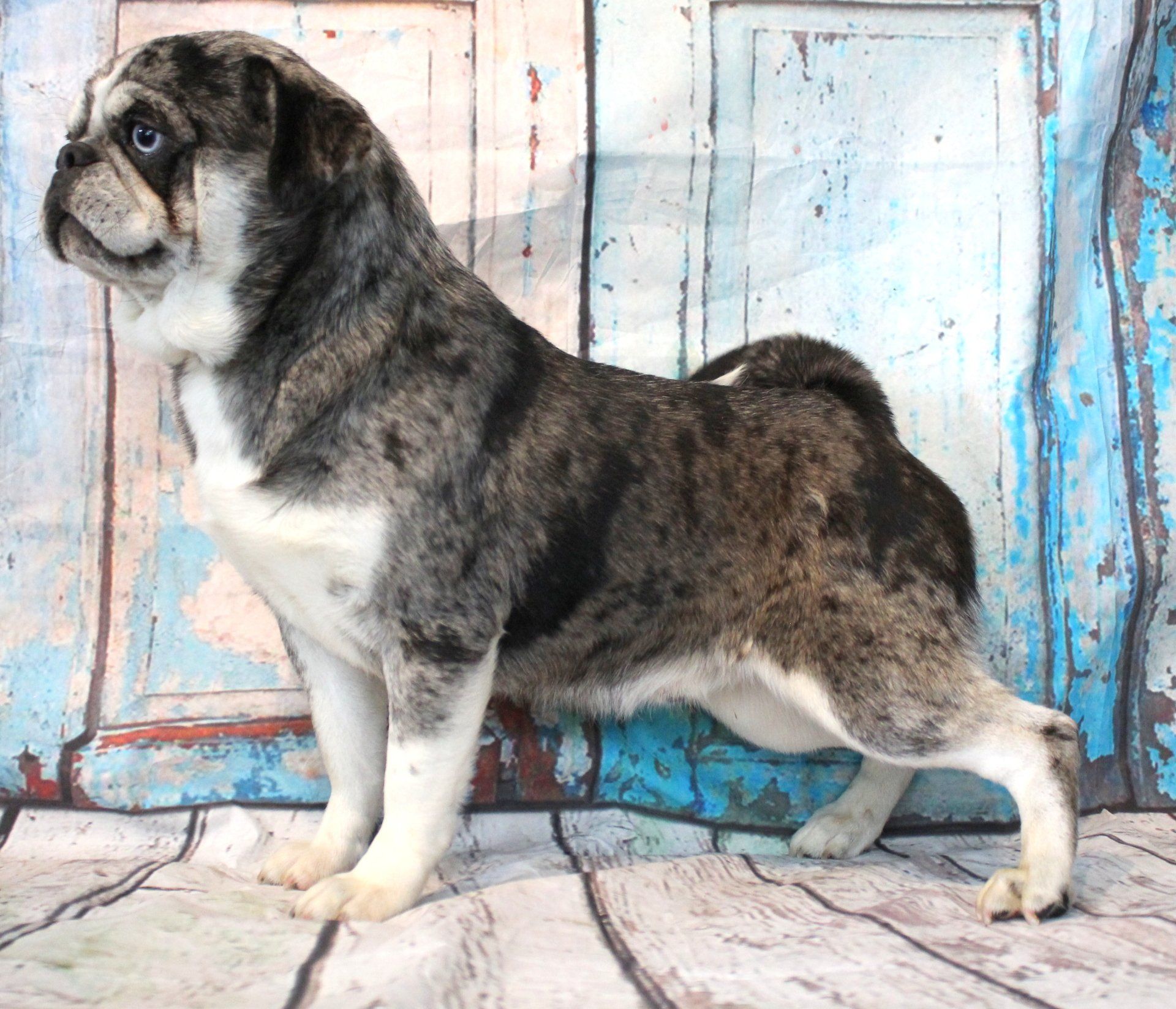 Meatball Blue Merle Husky Marked Pug  From JnJPugsNPaps