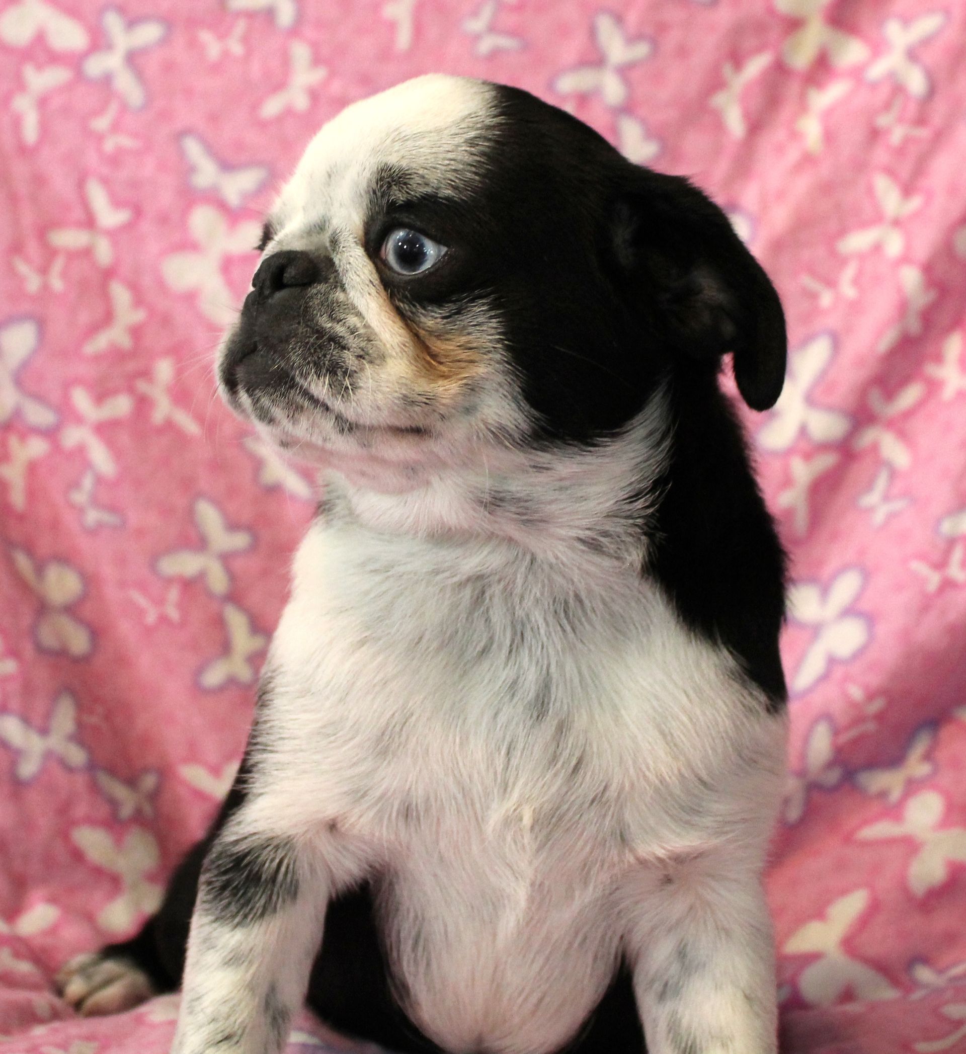 Mochi Panda Pug