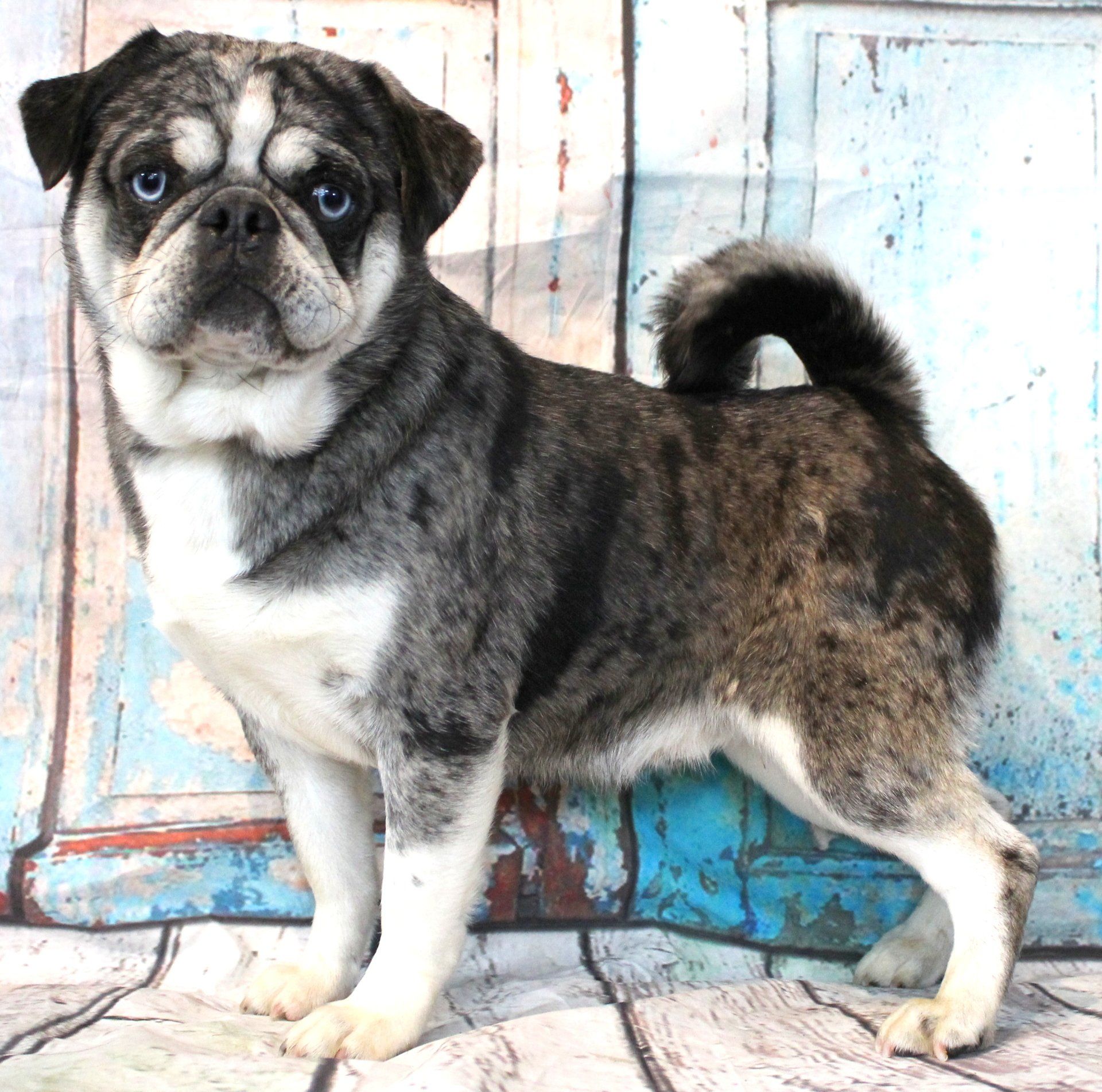 Meatball Blue Merle Husky Marked Pug  From JnJPugsNPaps
