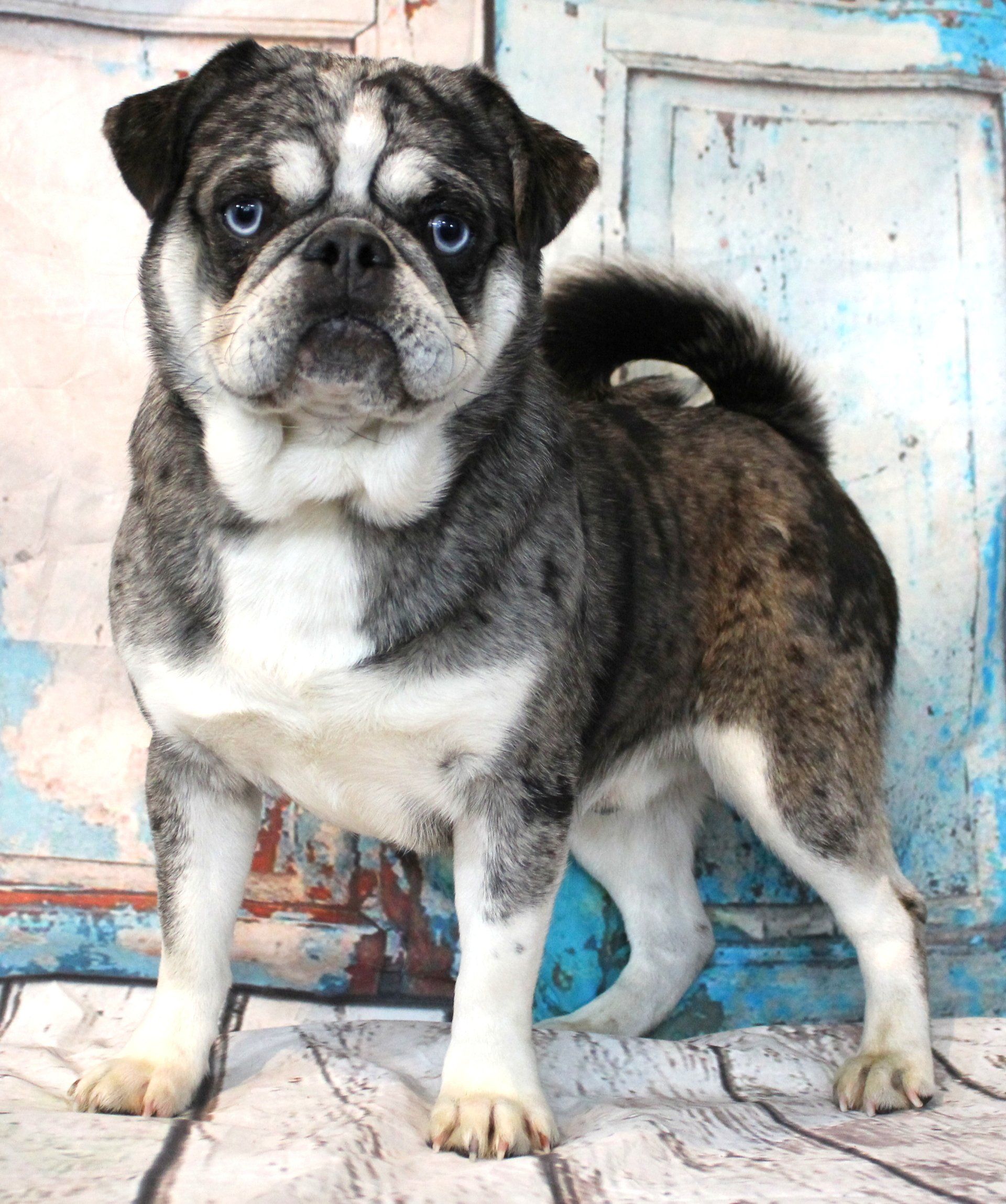 Meatball Blue Merle Husky Marked Pug  From JnJPugsNPaps