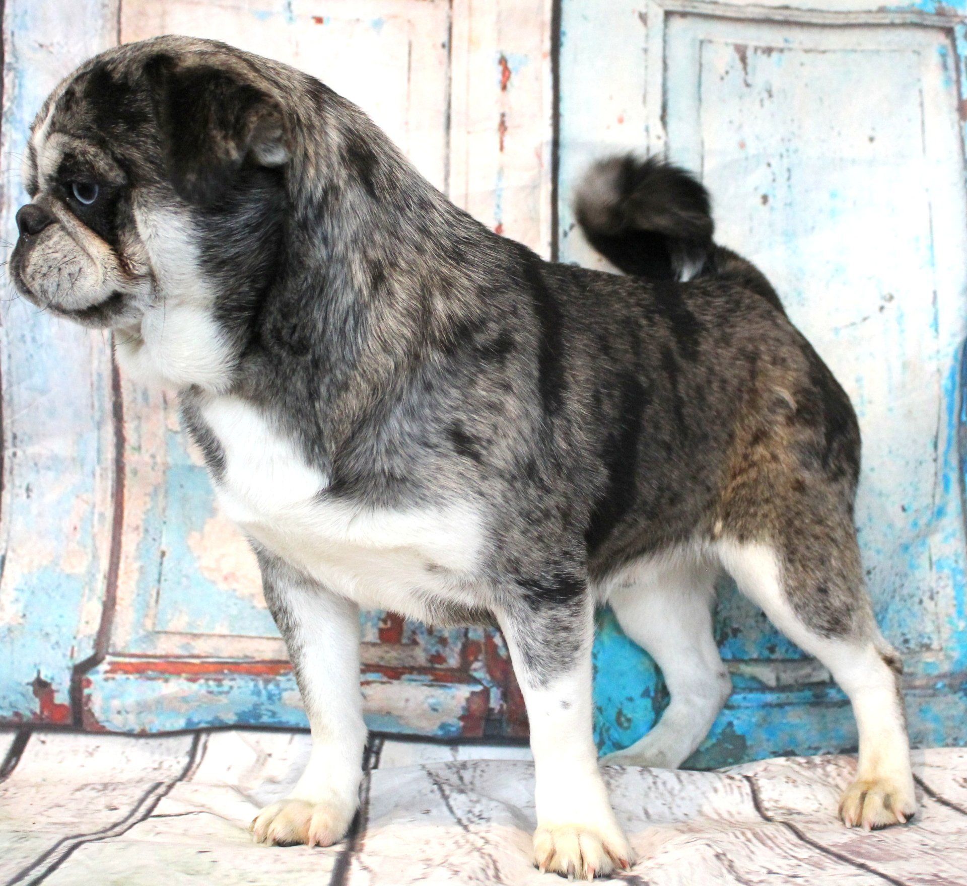 Meatball Blue Merle Husky Marked Pug  From JnJPugsNPaps