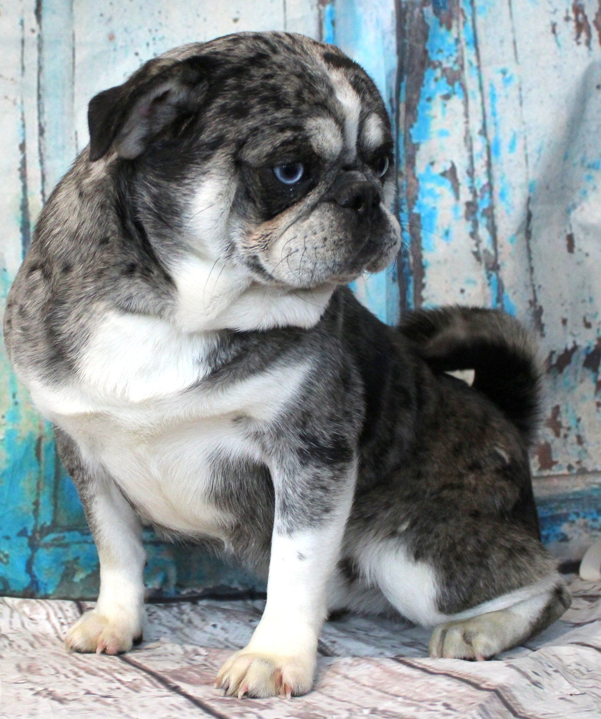 Meatball Blue Merle Husky Marked Pug  From JnJPugsNPaps