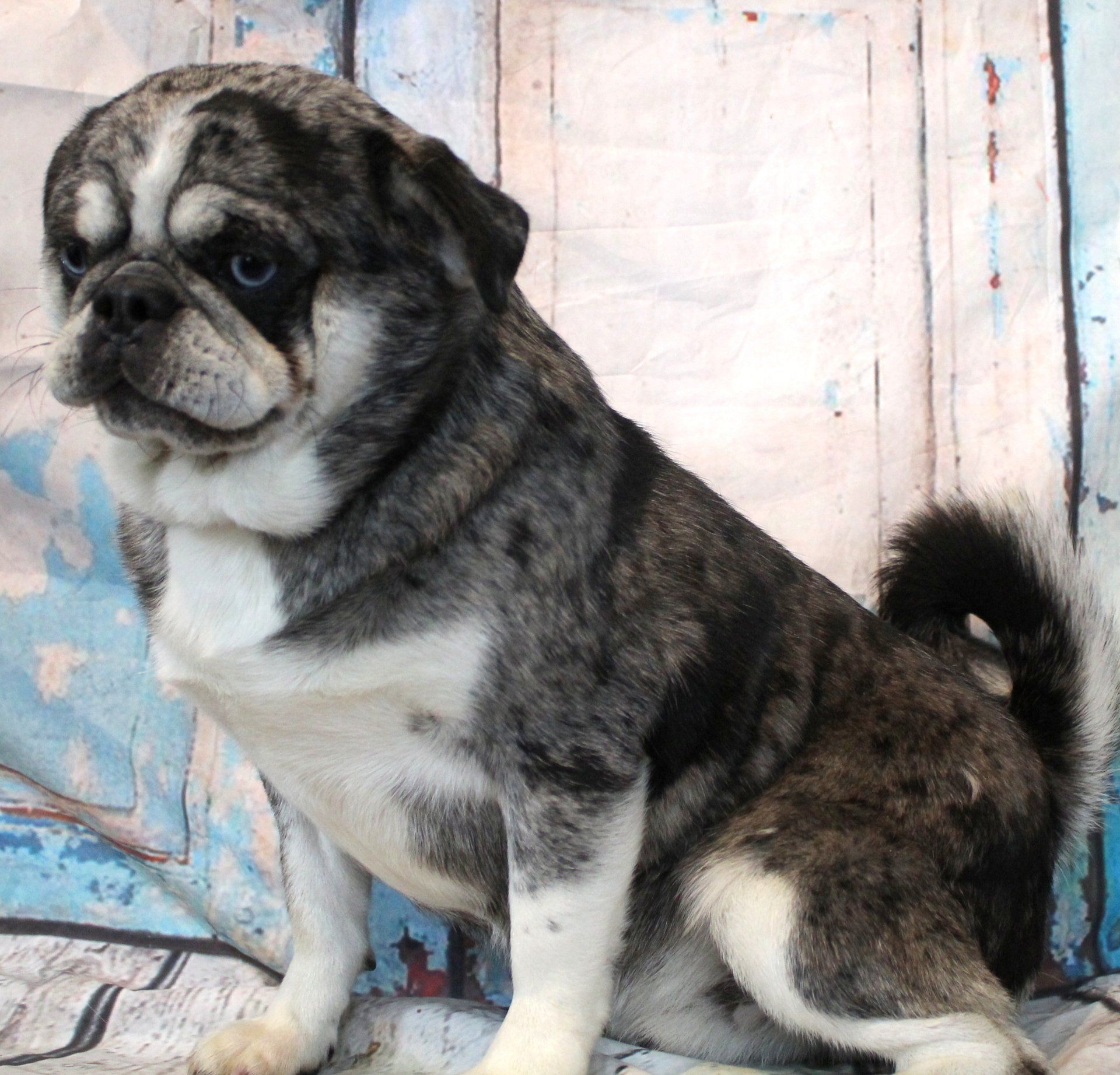 Meatball Blue Merle Husky Marked Pug  From JnJPugsNPaps