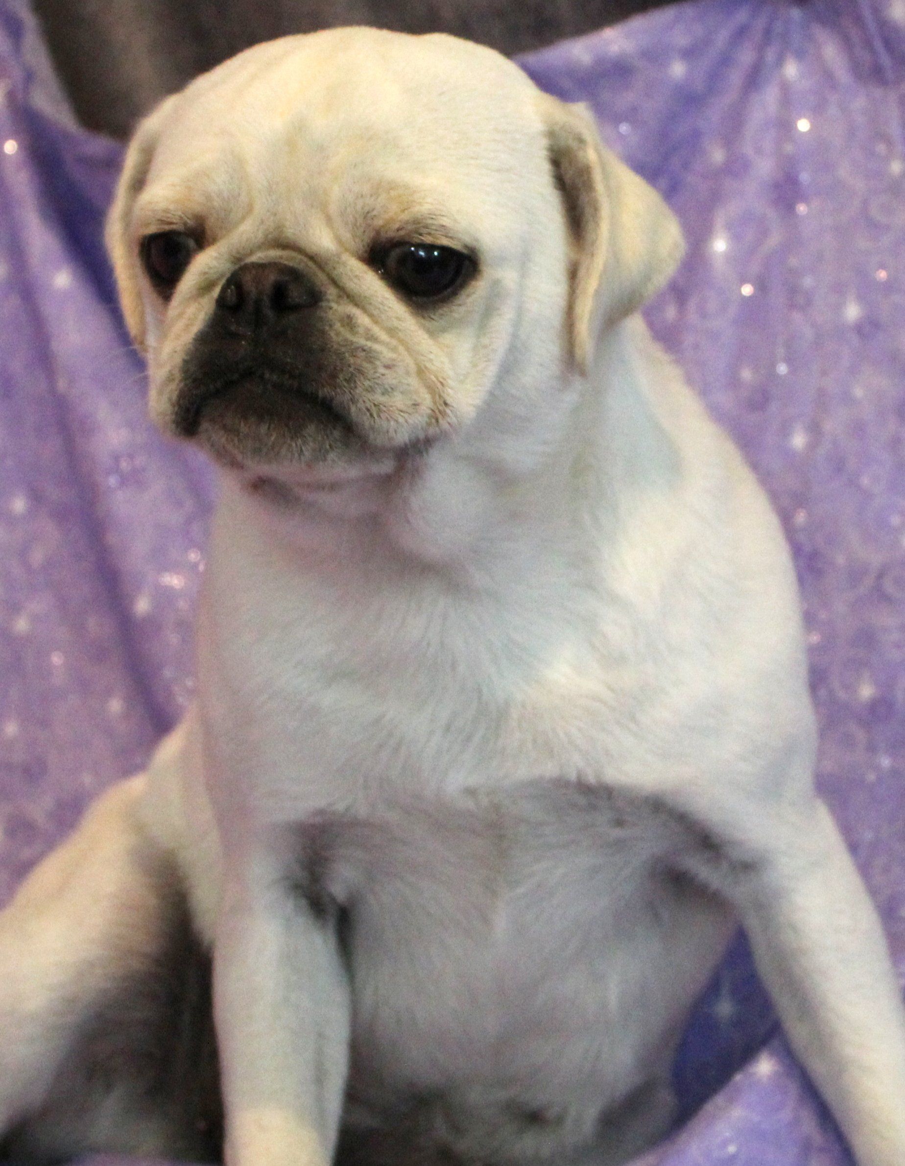 Ice Ice White Female AKC Pug