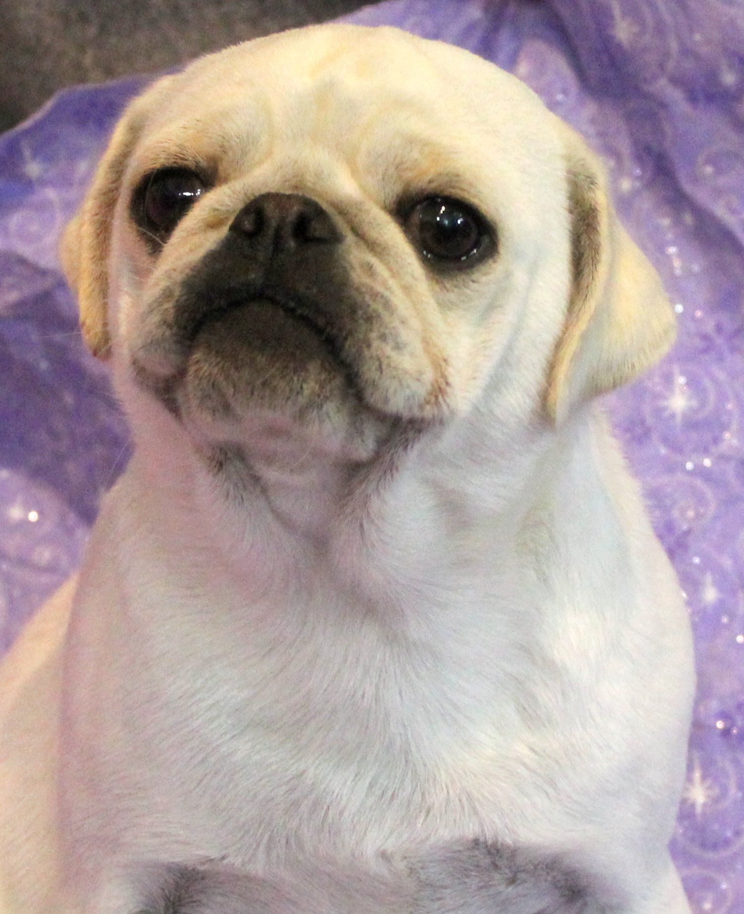 Ice Ice White Female AKC Pug