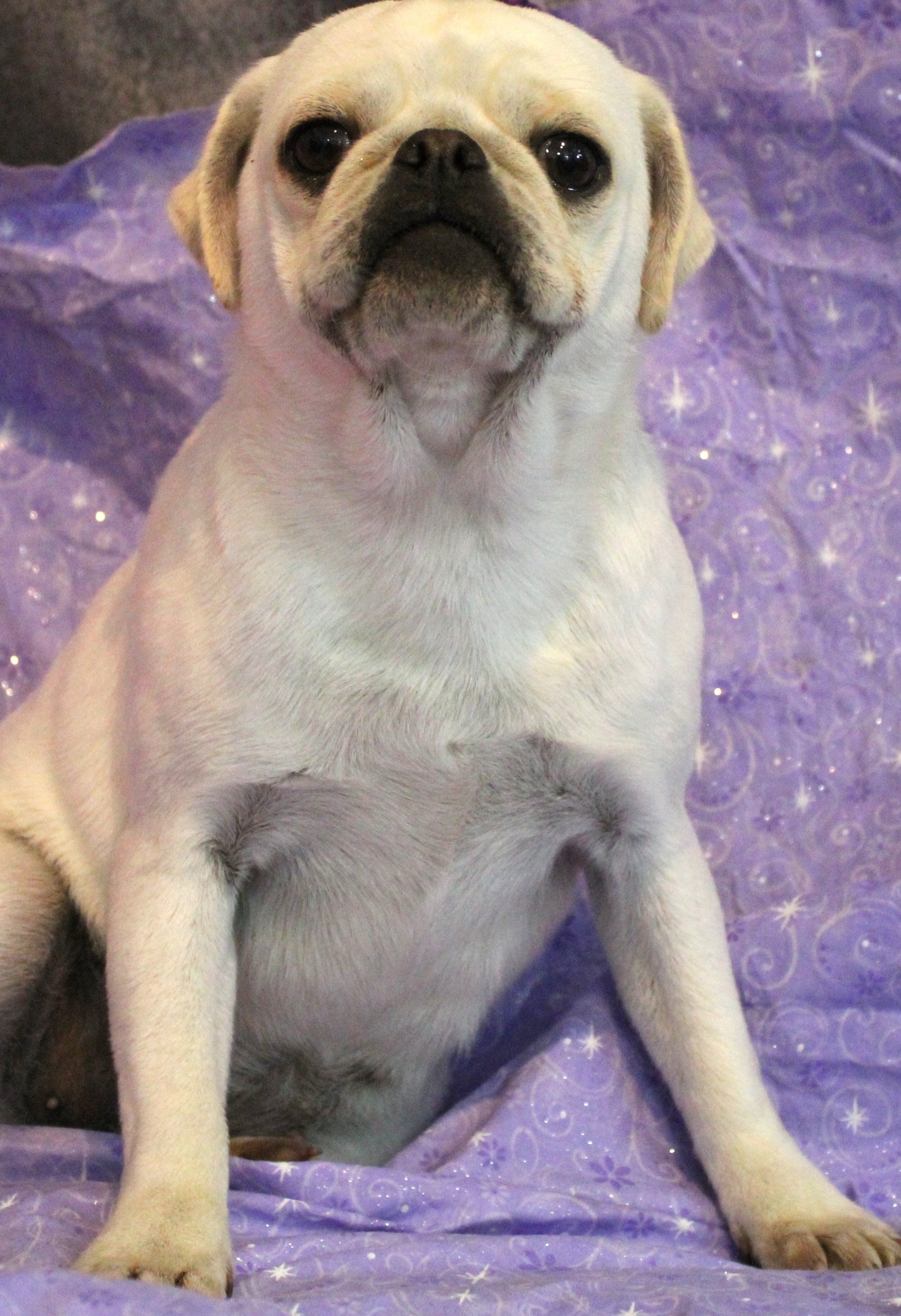 Ice Ice White Female AKC Pug