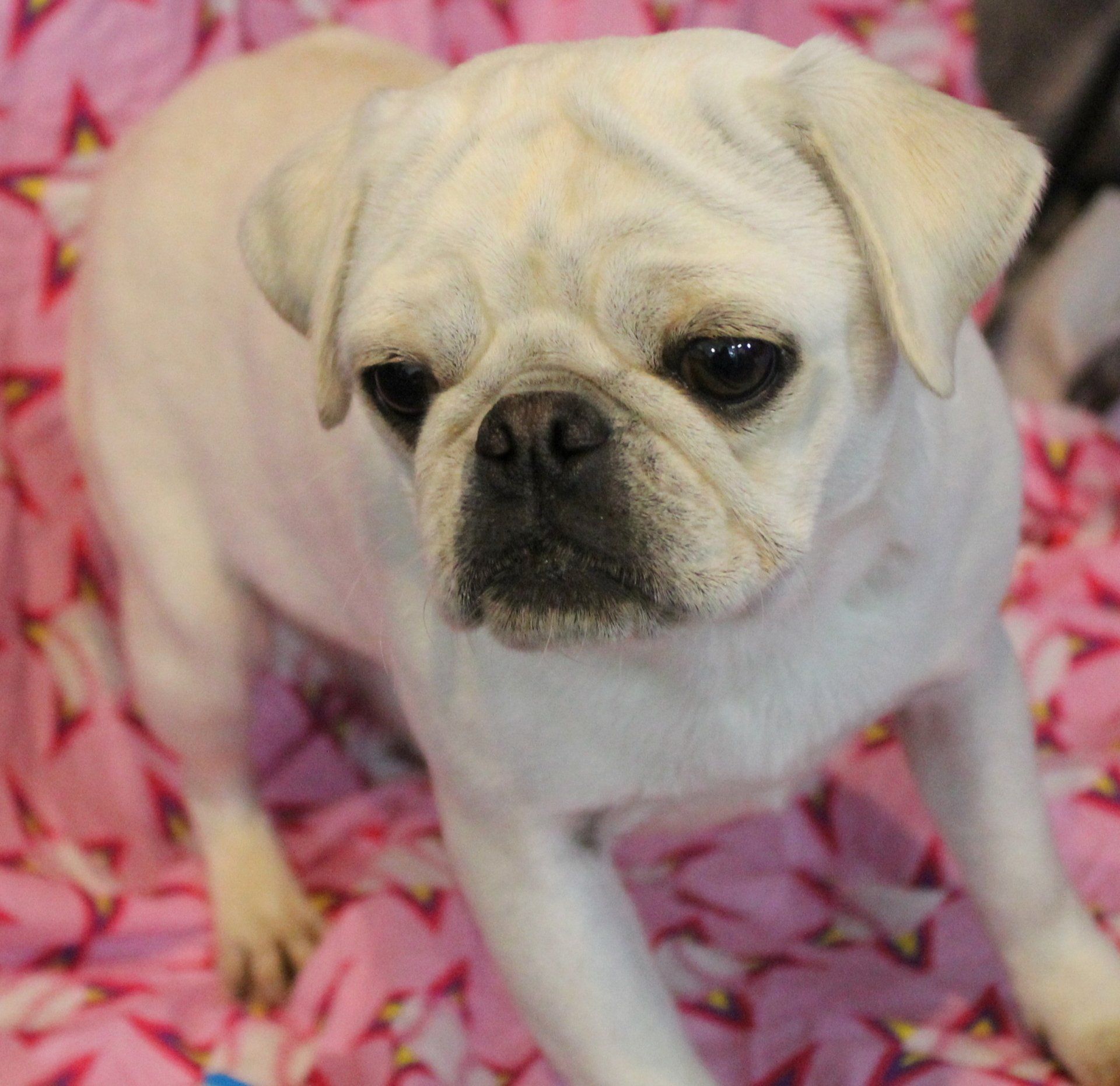 Pina Coloada White AKC Pug