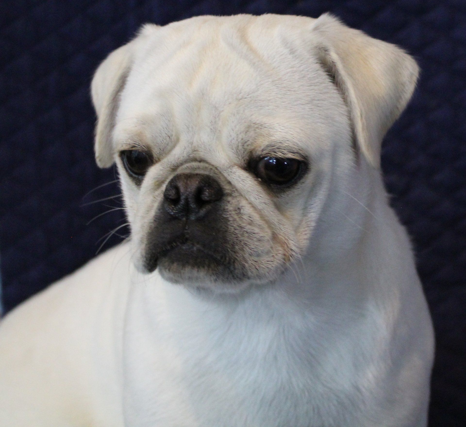 Pina Coloada White AKC Pug