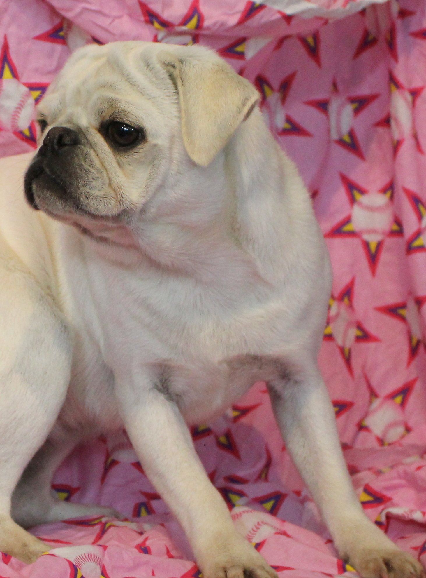 Pina Coloada White AKC Pug