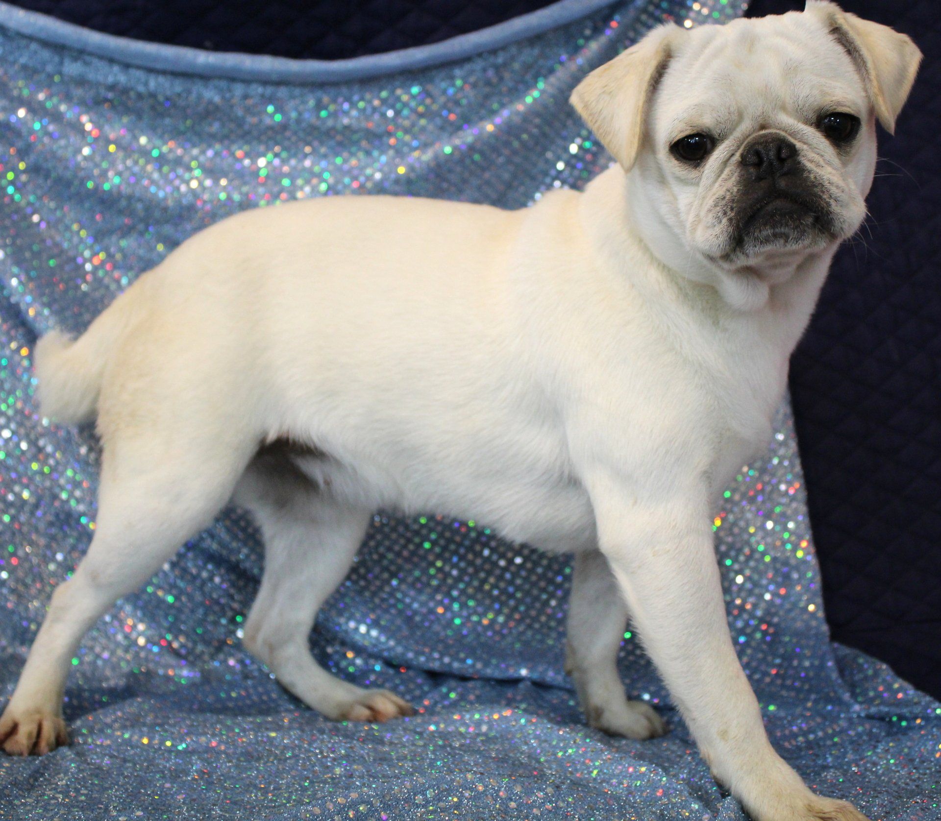 Ice Ice White Female AKC Pug