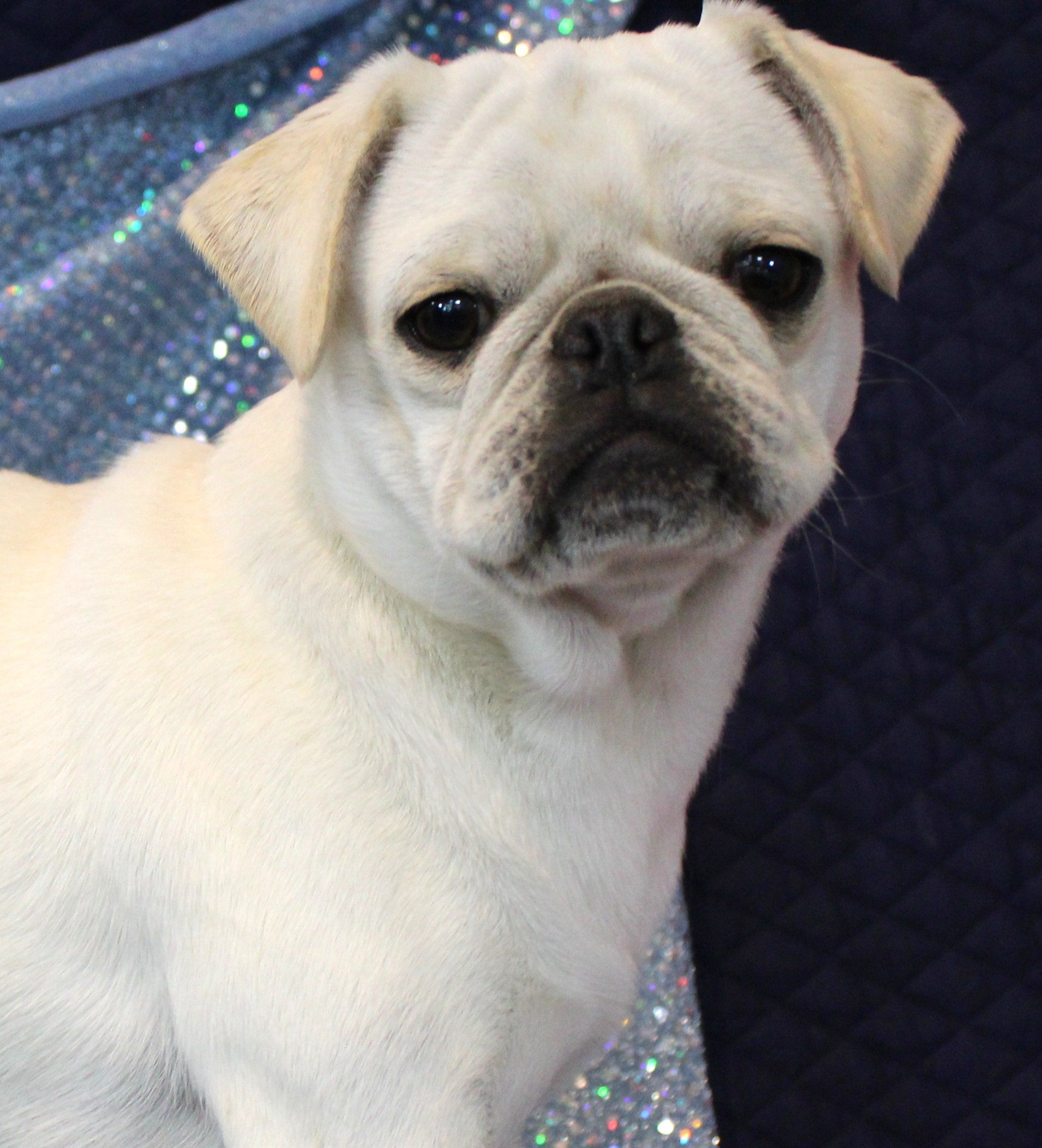 Ice Ice White Female AKC Pug
