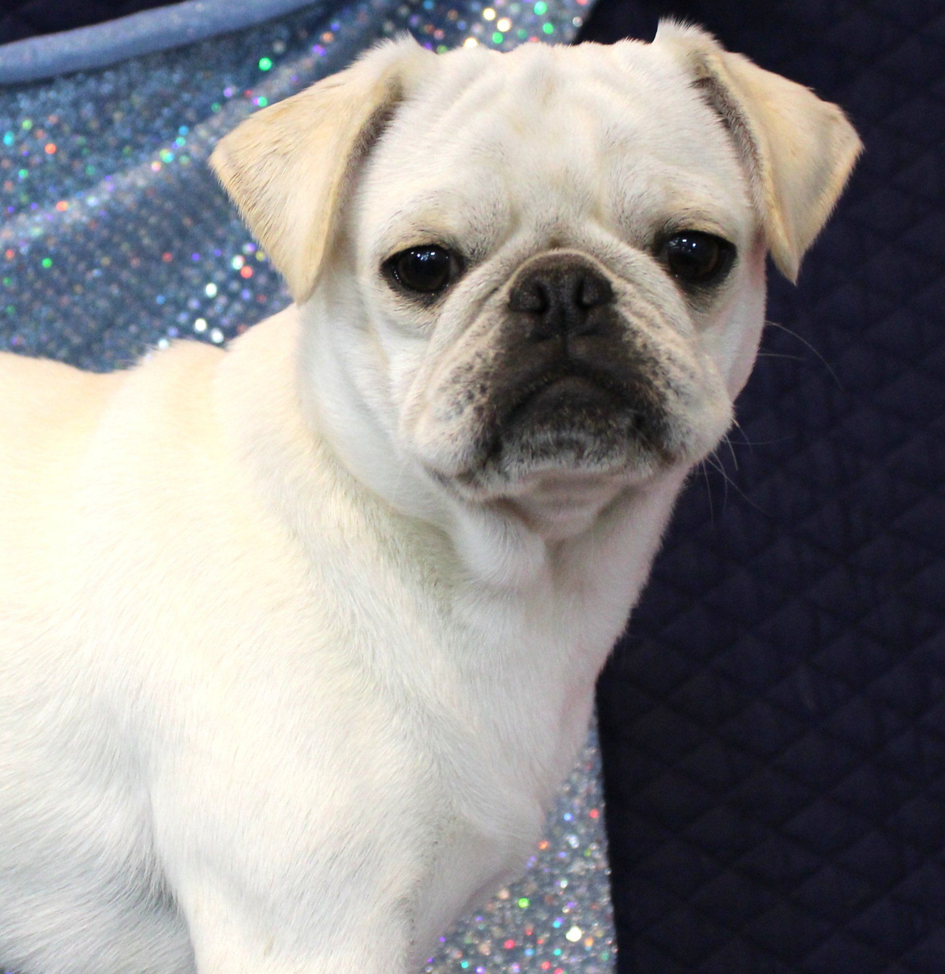 Ice Ice White Female AKC Pug