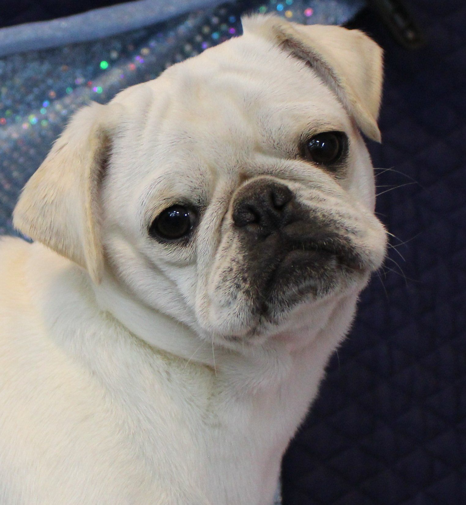 Ice Ice White Female AKC Pug