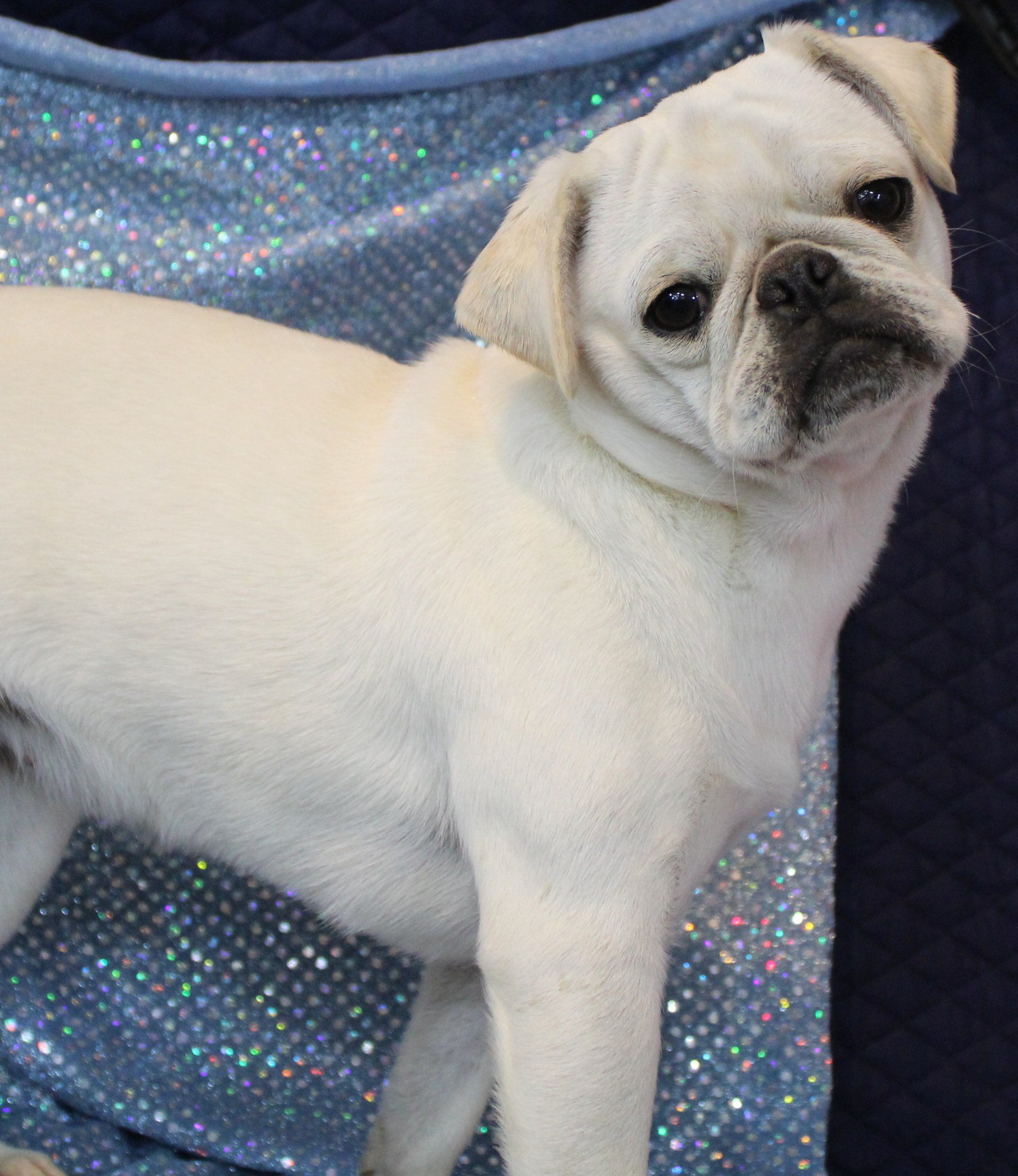 Ice Ice White Female AKC Pug