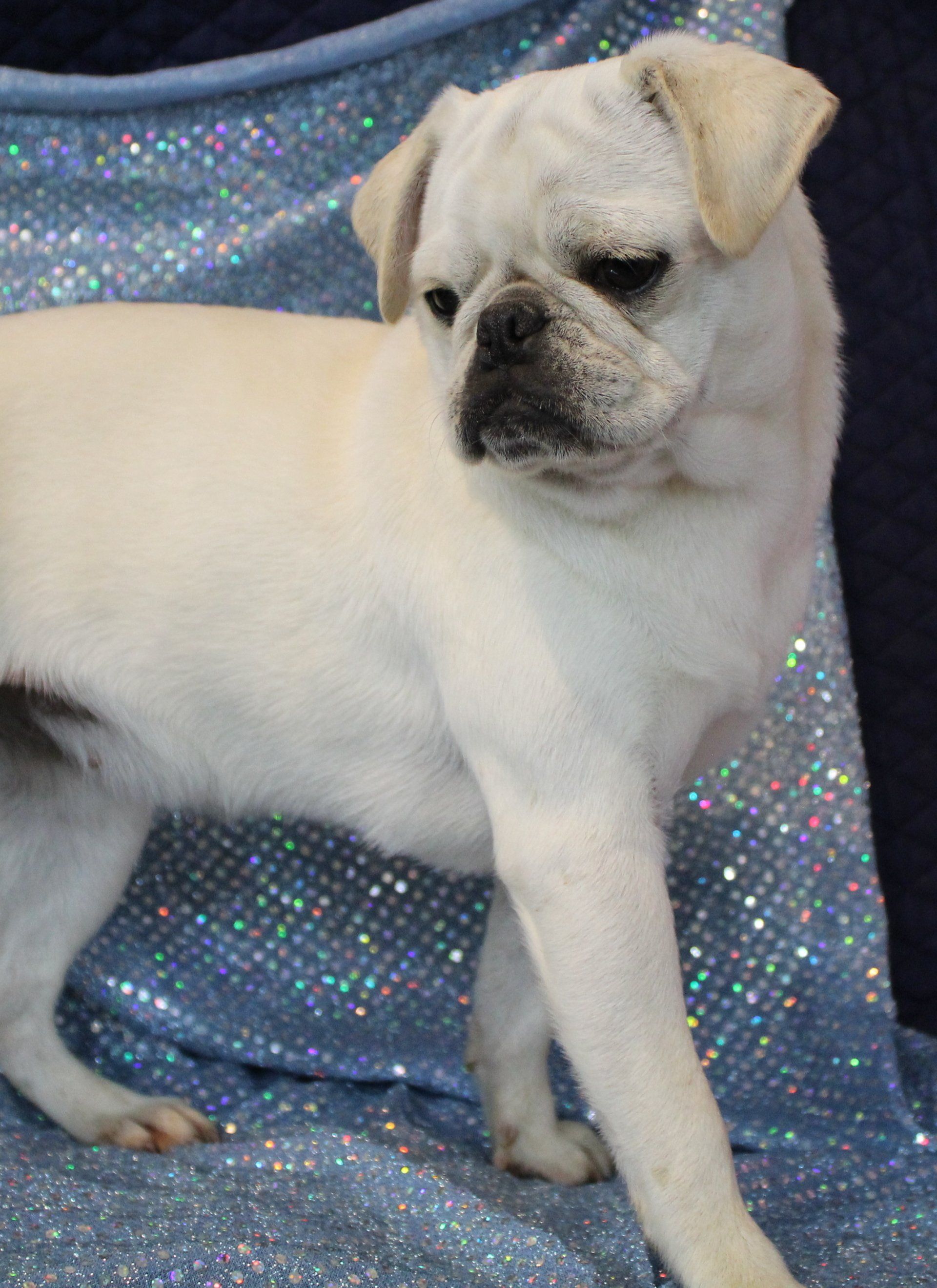 Ice Ice White Female AKC Pug