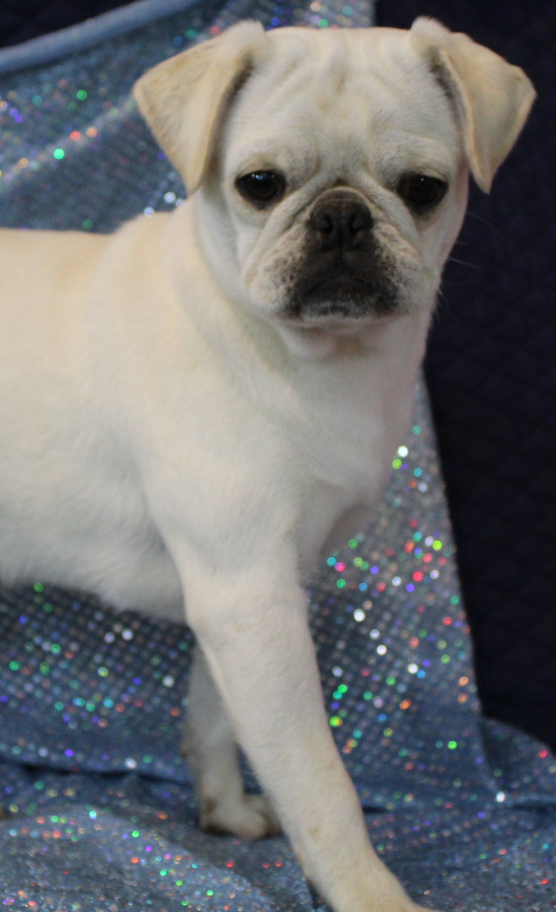 Ice Ice White Female AKC Pug