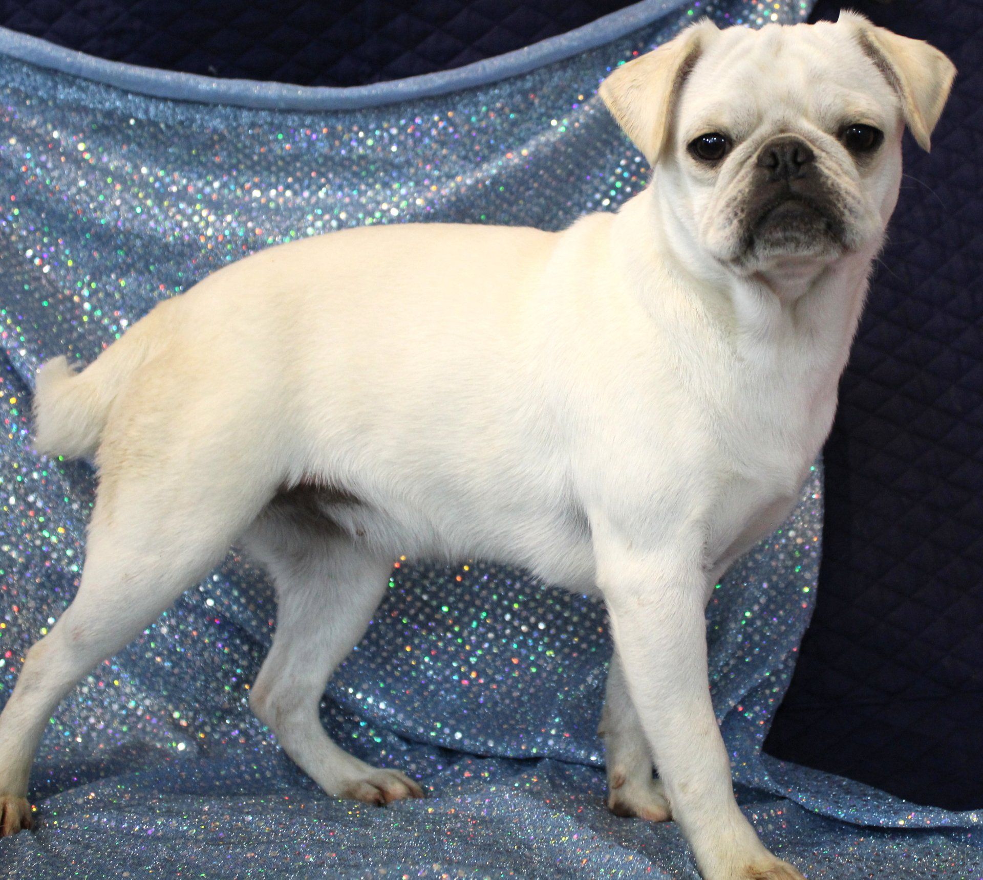Ice Ice White Female AKC Pug