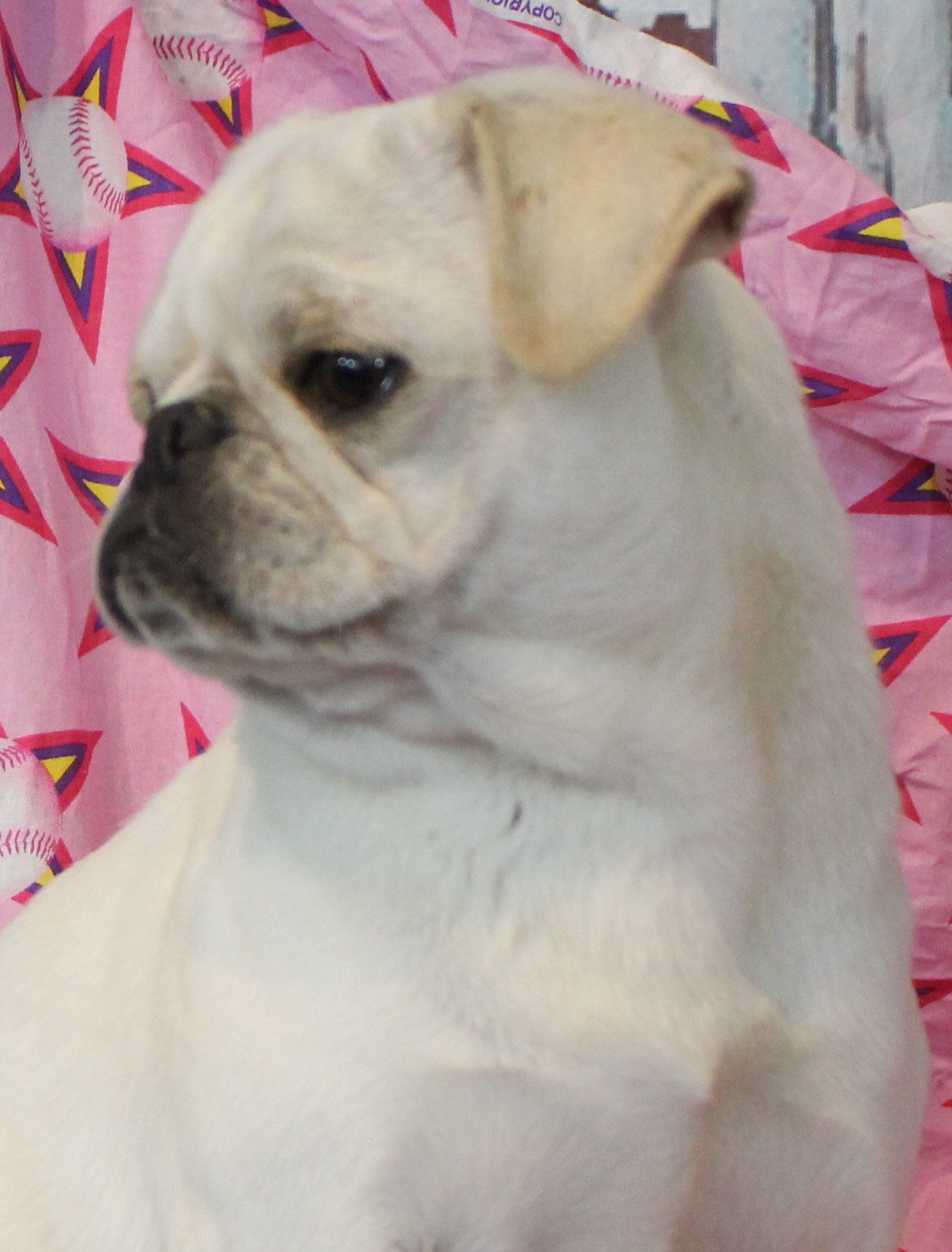 Pina Coloada White AKC Pug