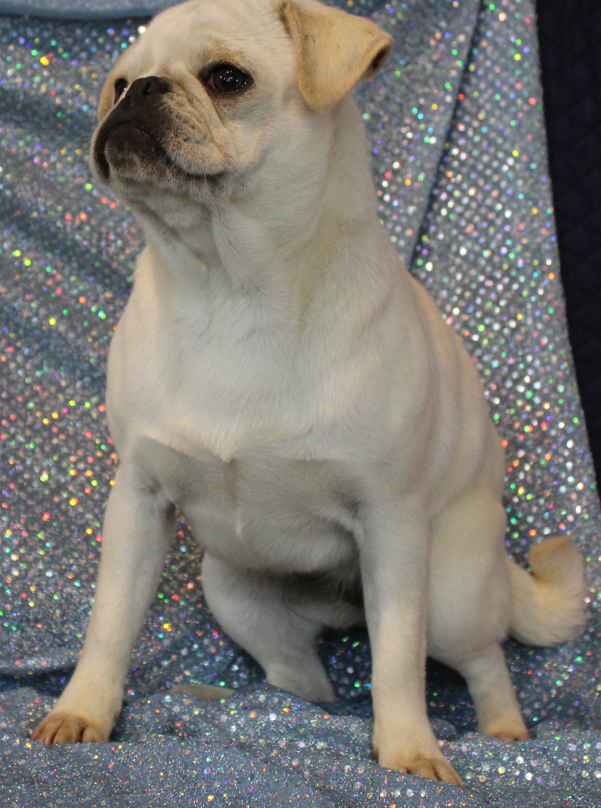 Ice Ice White Female AKC Pug