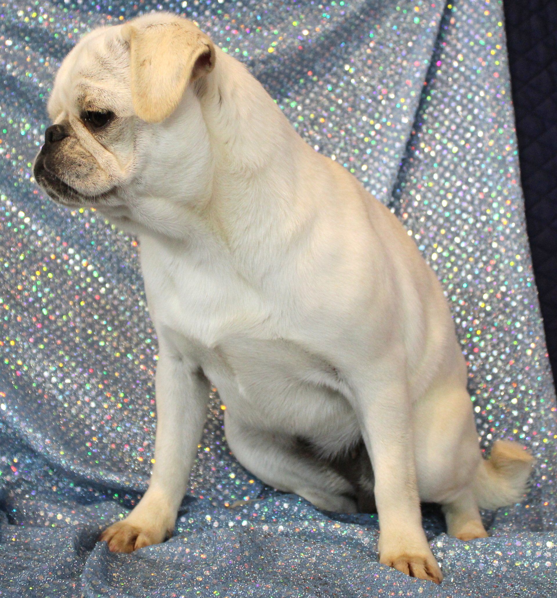 Ice Ice White Female AKC Pug