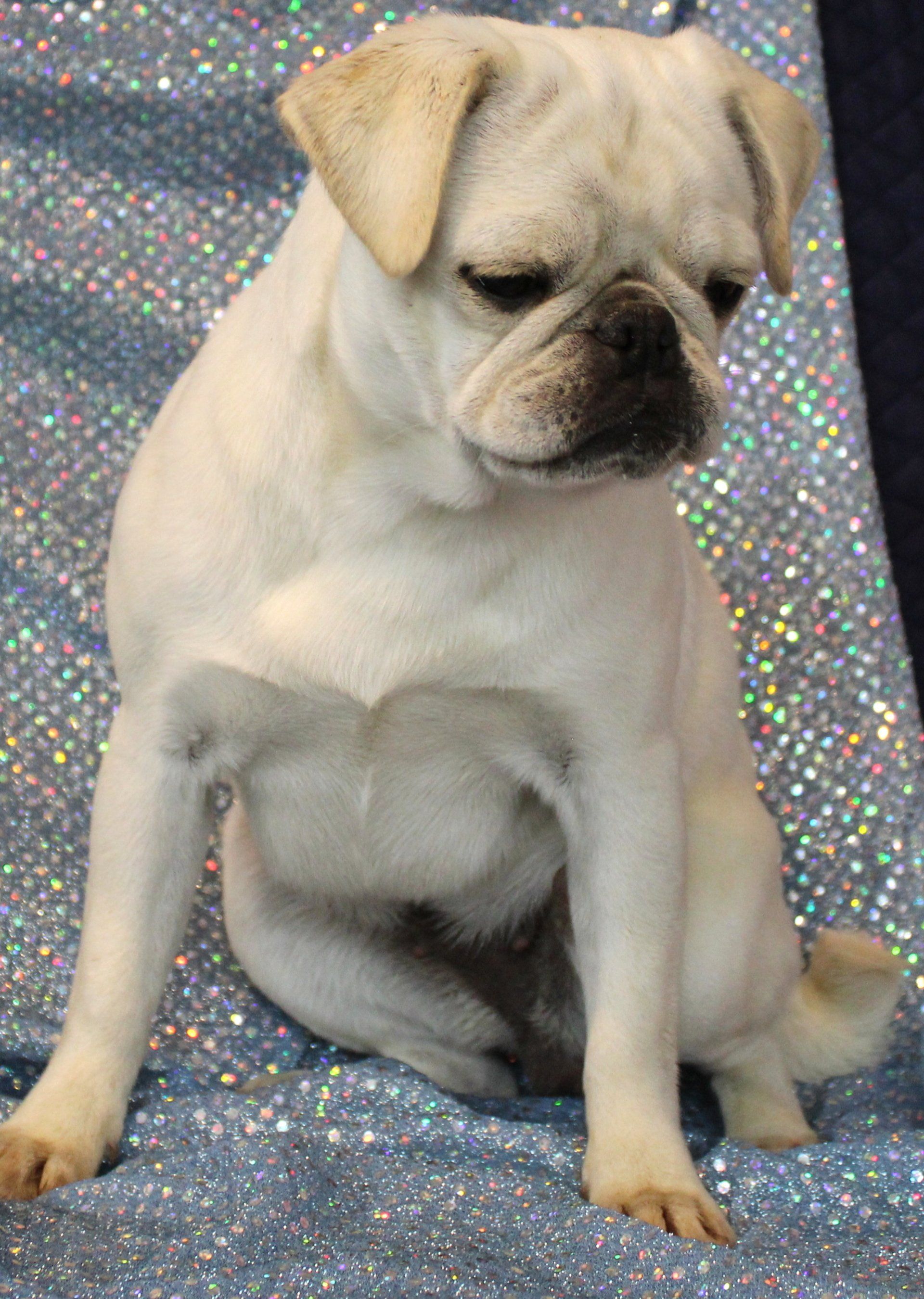 Ice Ice White Female AKC Pug