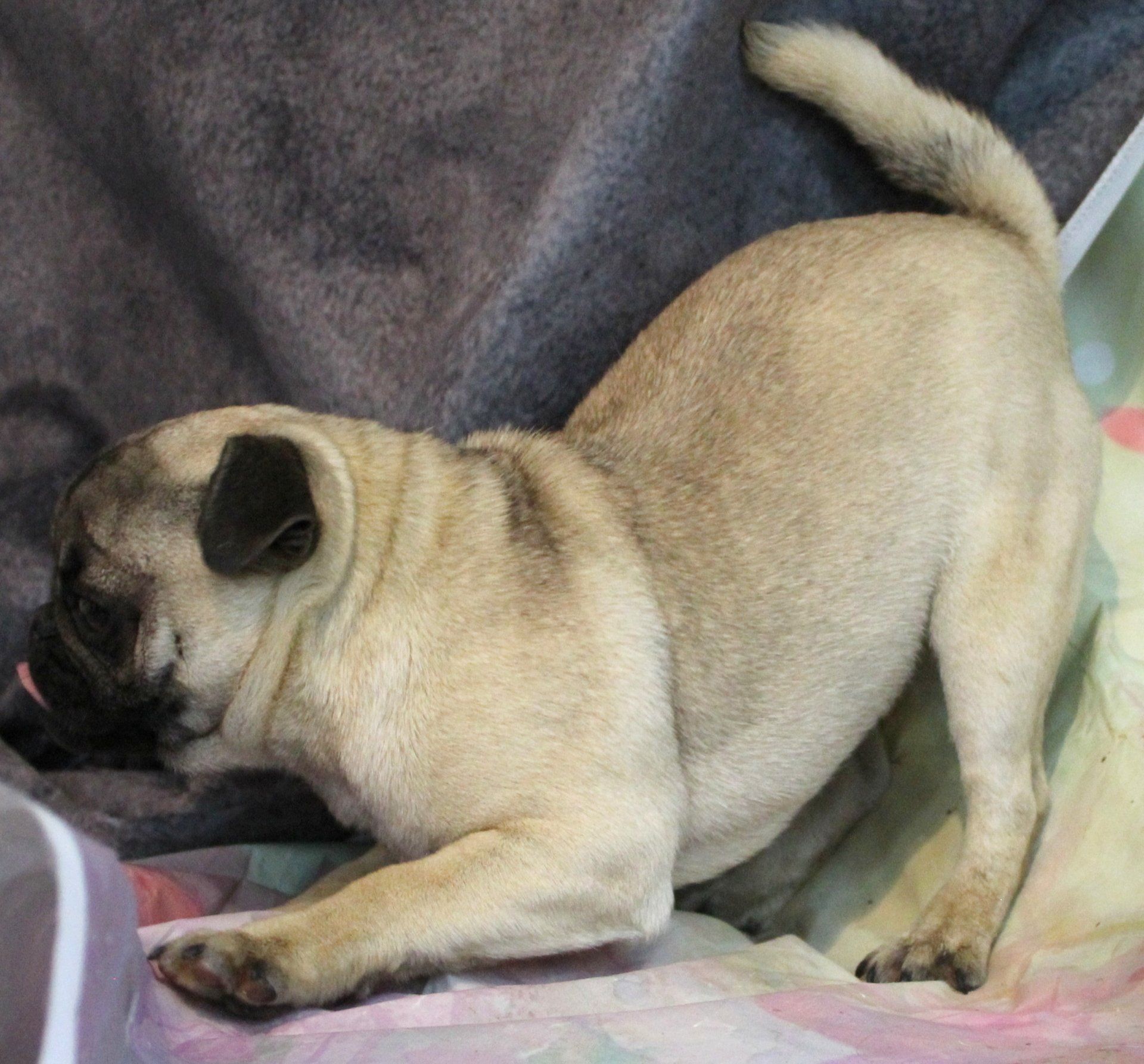 Penne Fawn Pug 