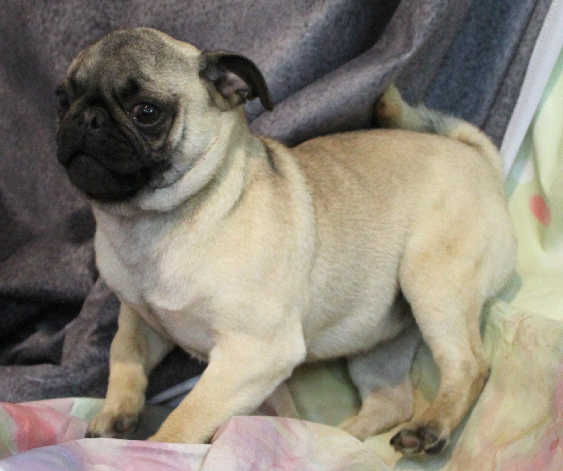 Penne Fawn Pug 