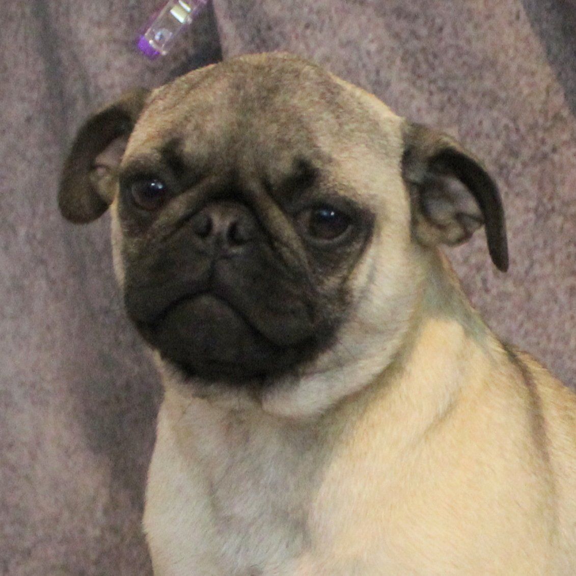 Penne Fawn Pug 