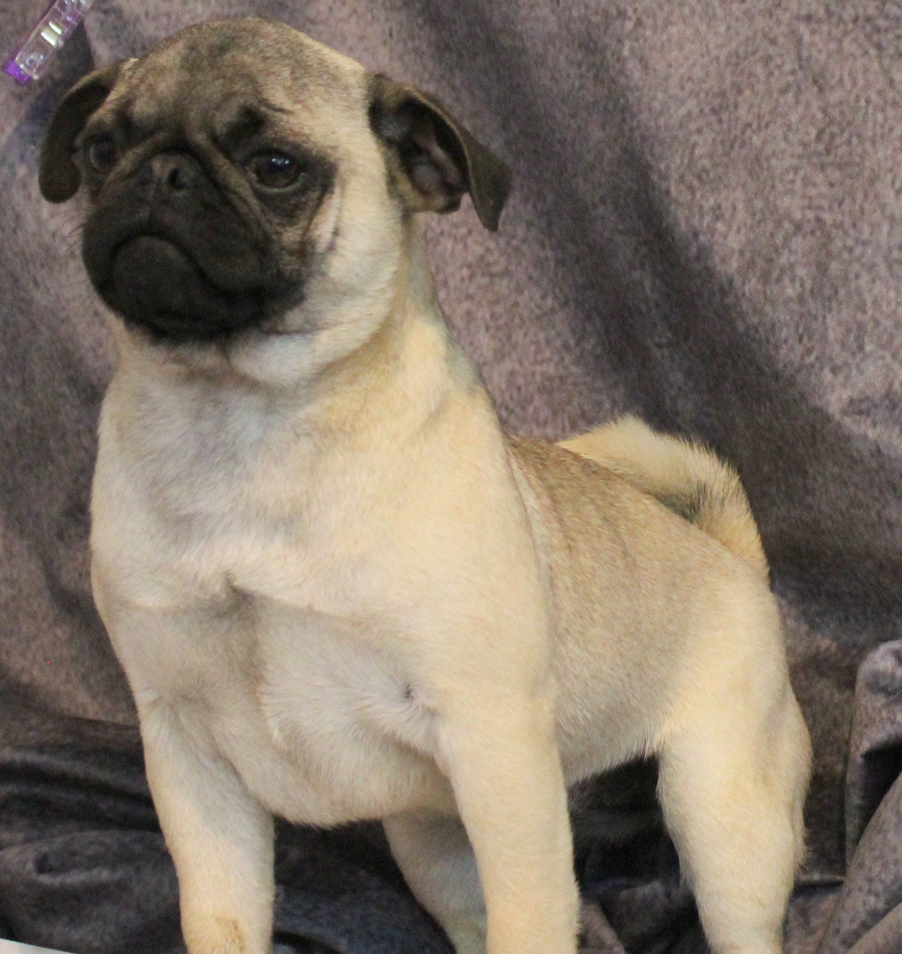 Penne Fawn Pug 