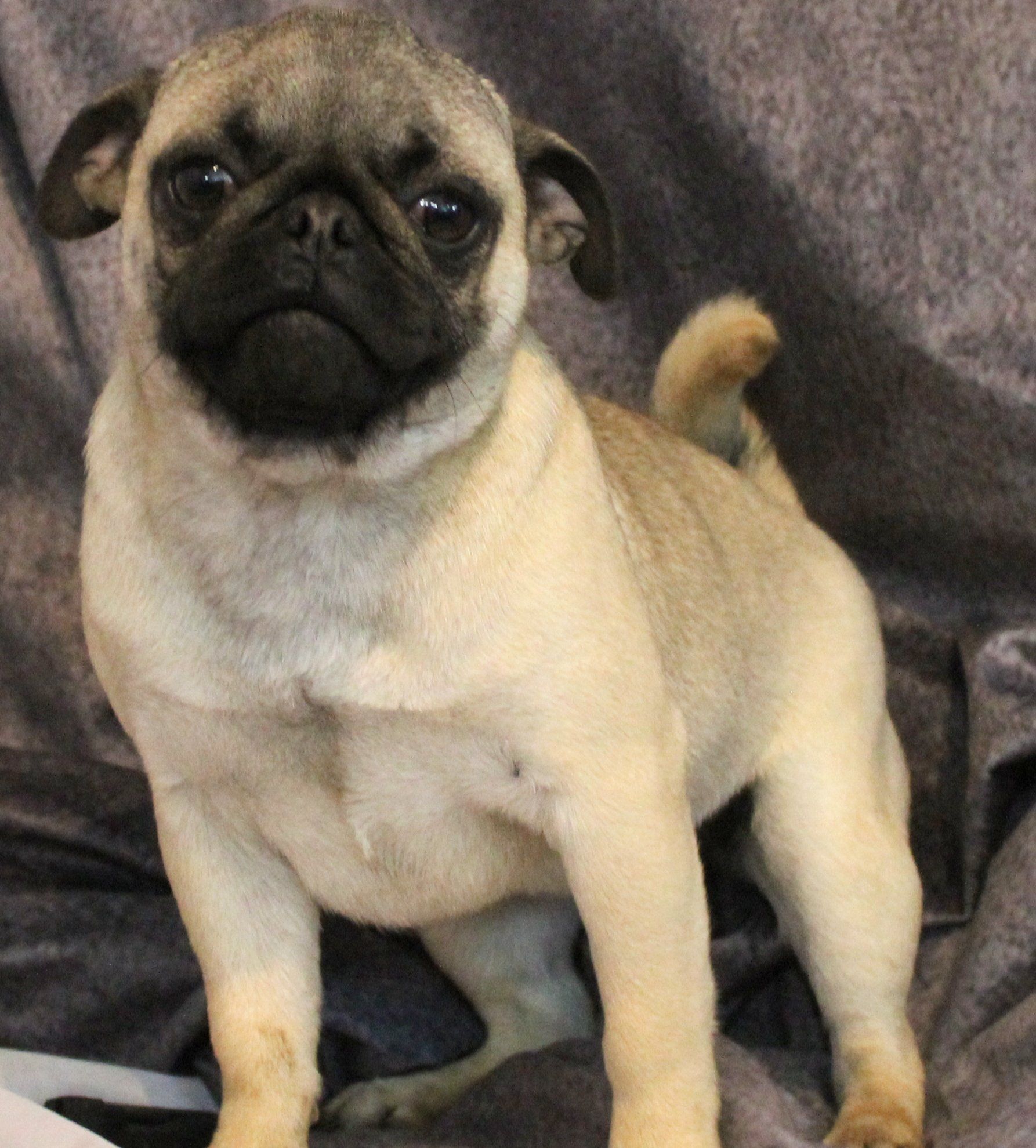 Penne Fawn Pug 
