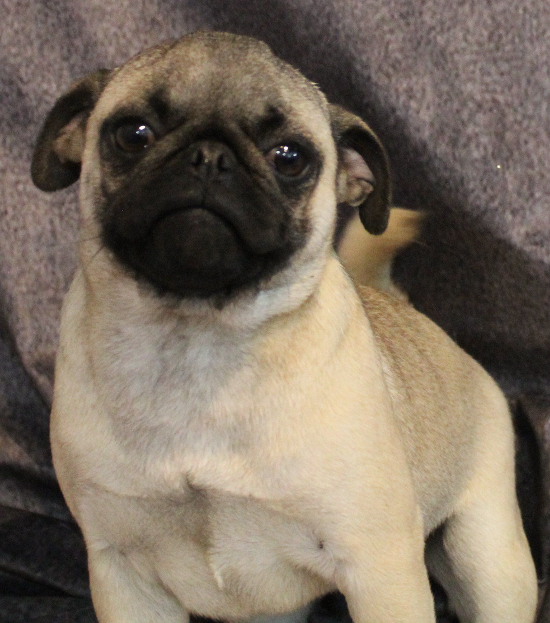 Penne Fawn Pug 