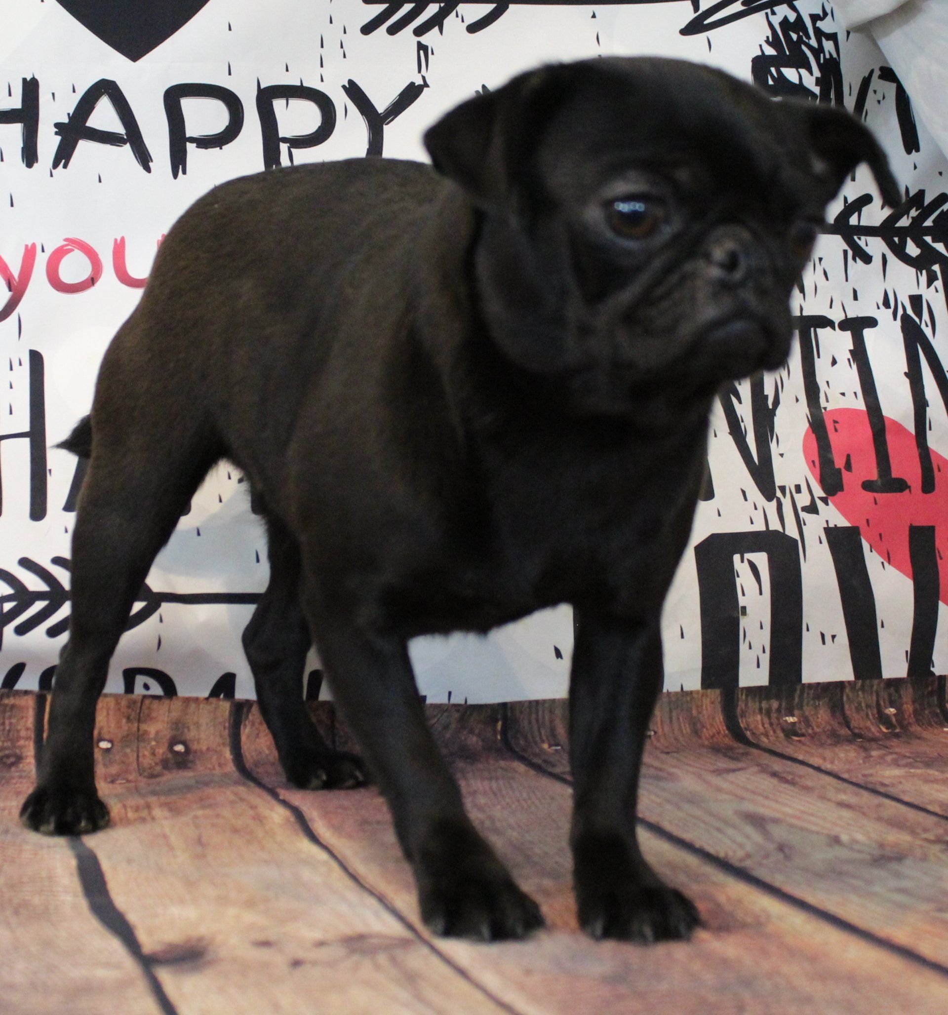 Fagoli Black Pug Female