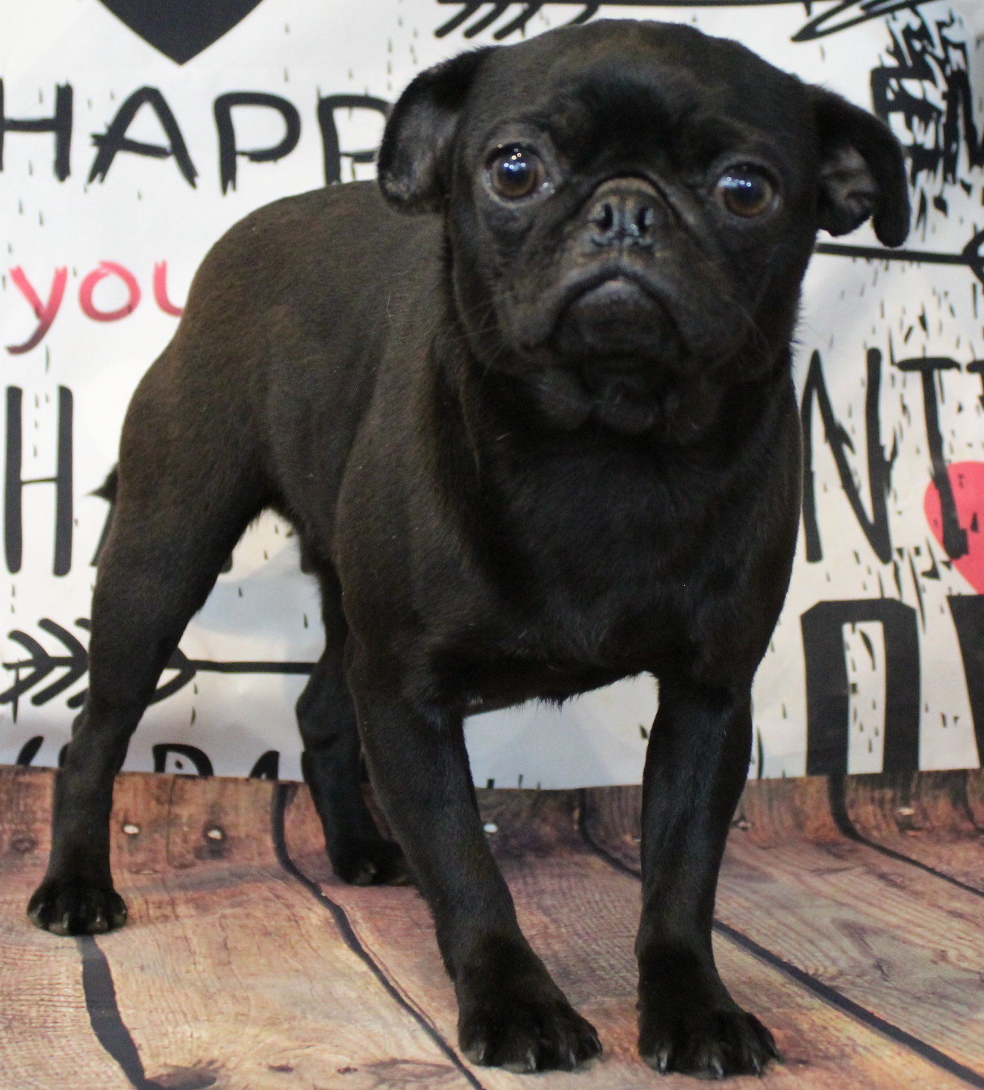 Fagoli Black Pug Female