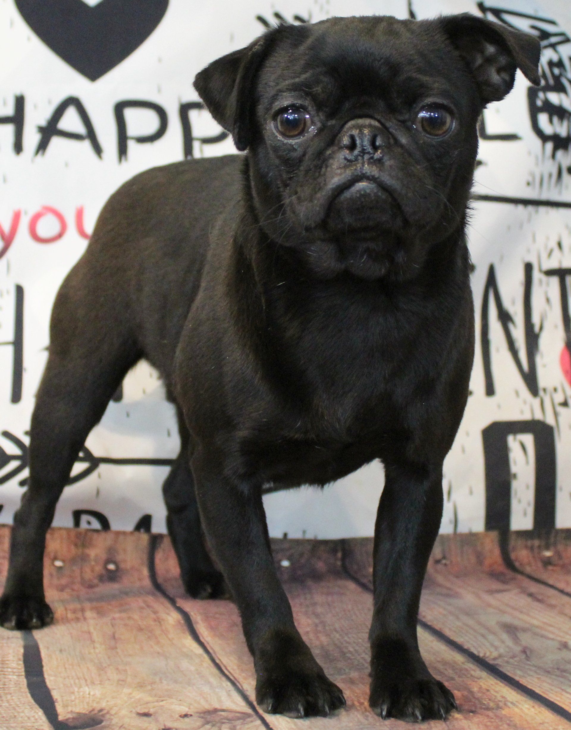 Fagoli Black Pug Female