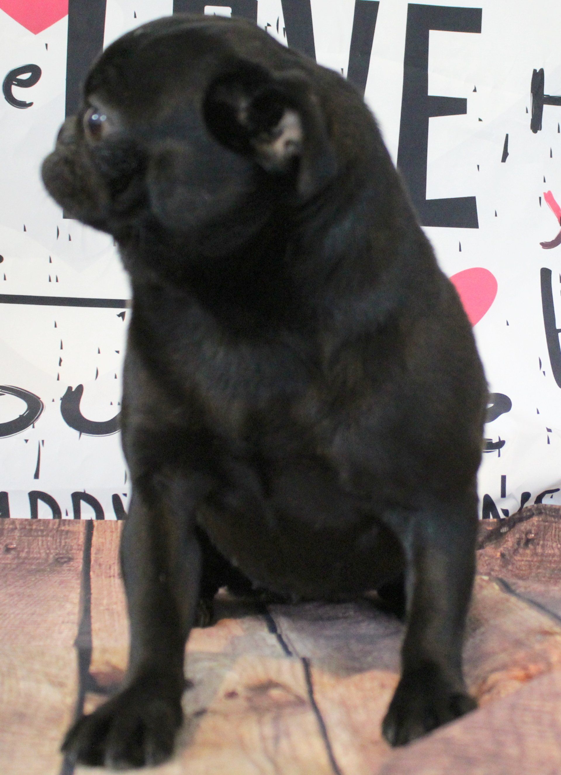 Fagoli Black Pug Female