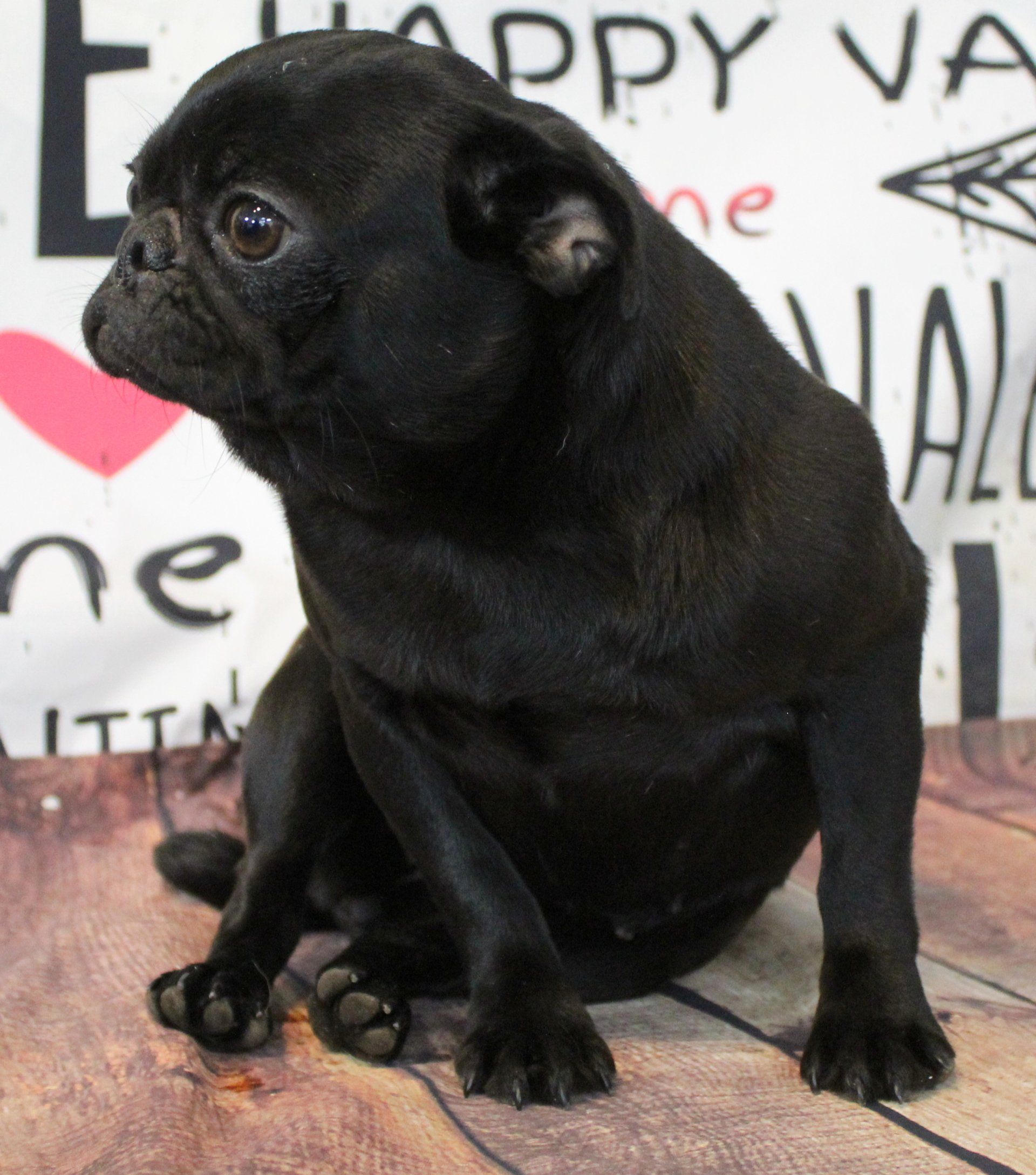 Fagoli Black Pug Female