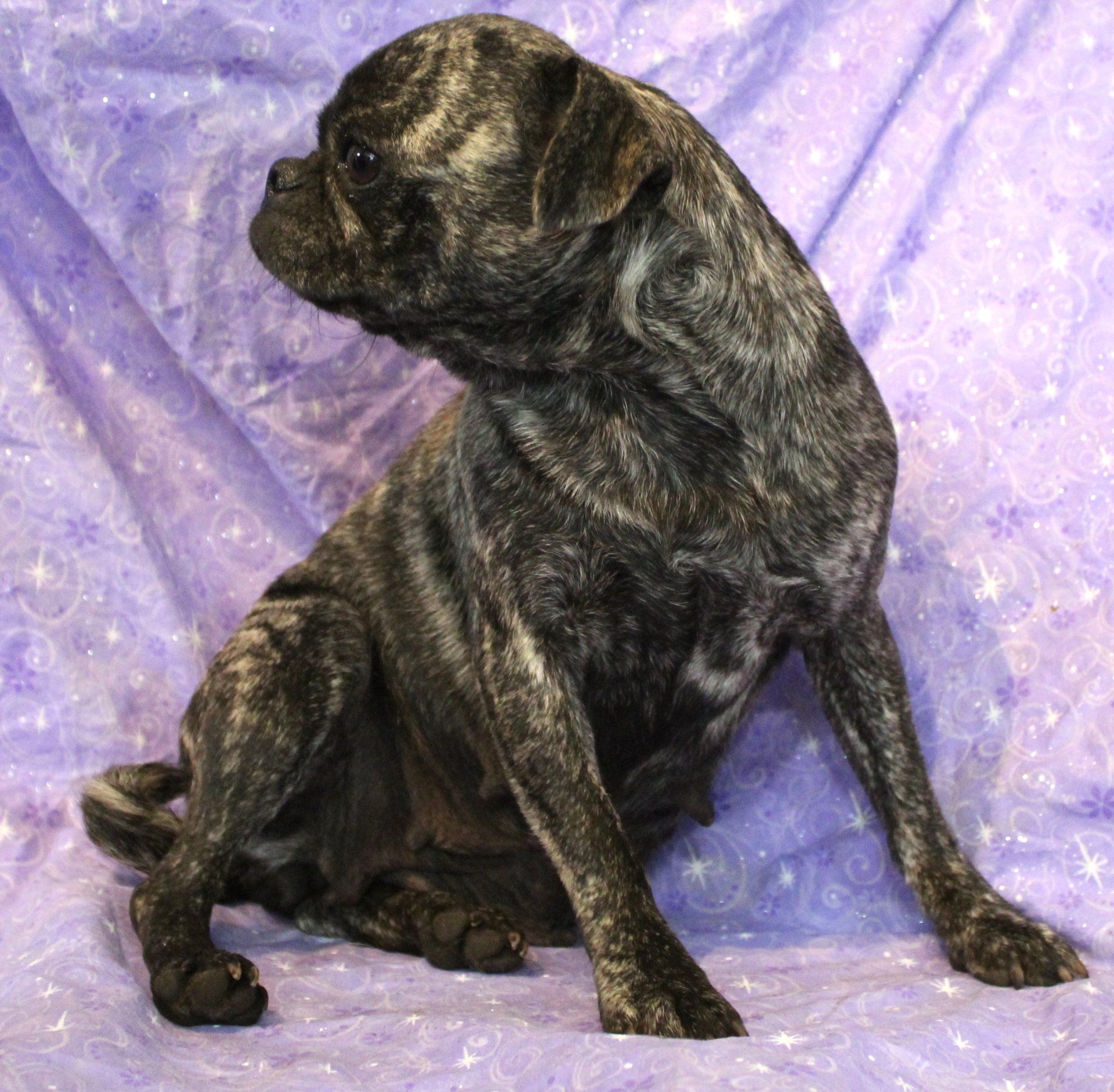 Fava Bean Brindle Pug 