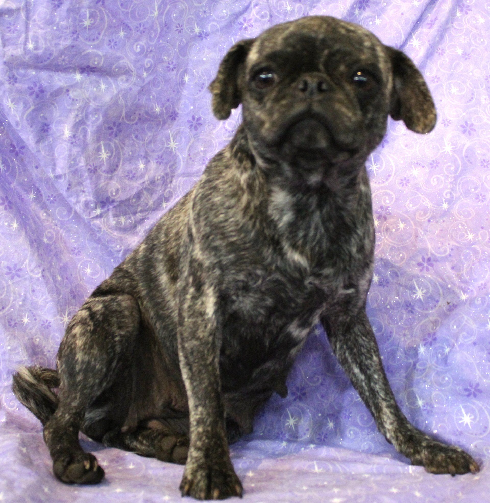 Fava Bean Brindle Pug 