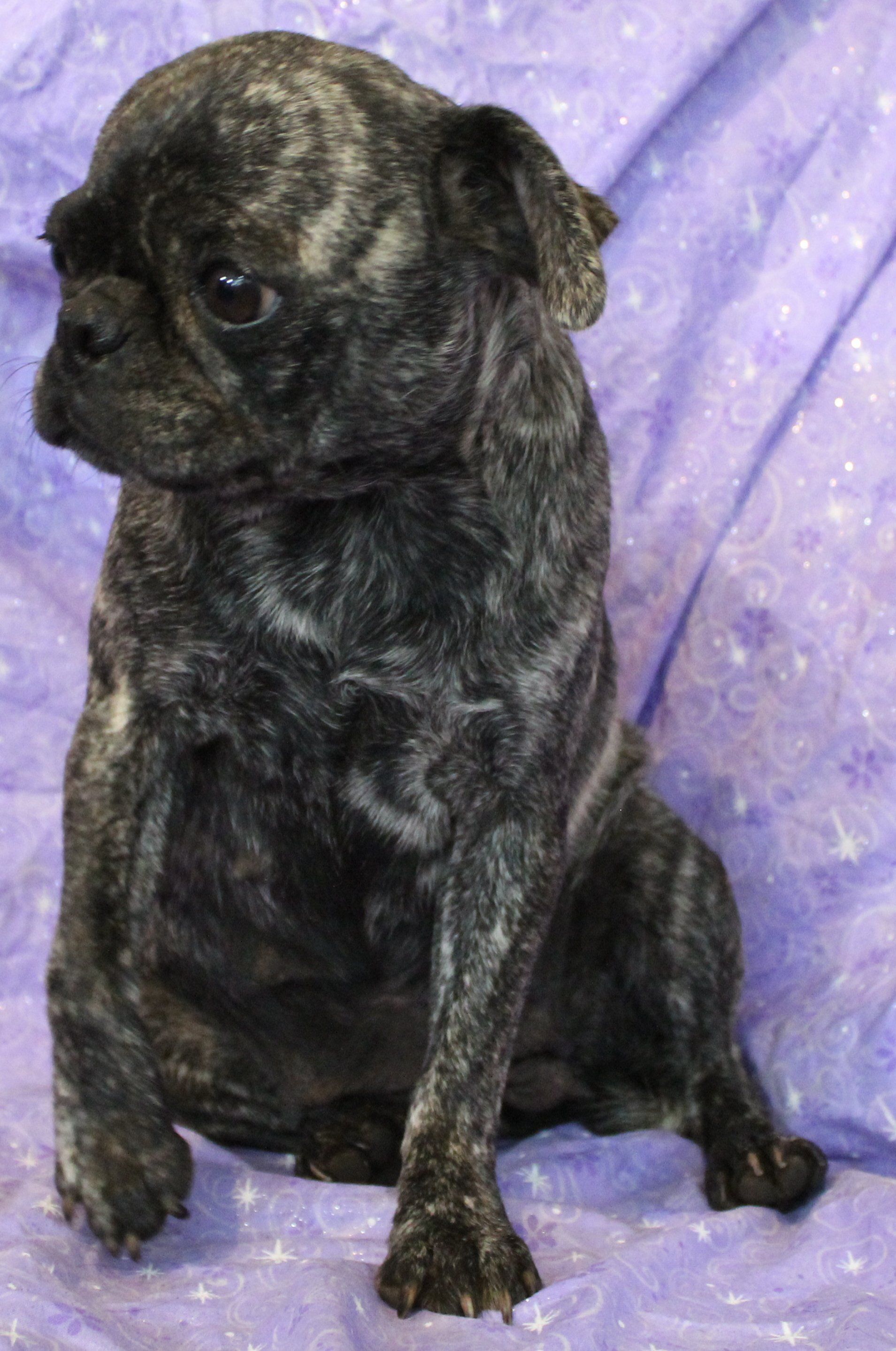 Fava Bean Brindle Pug 