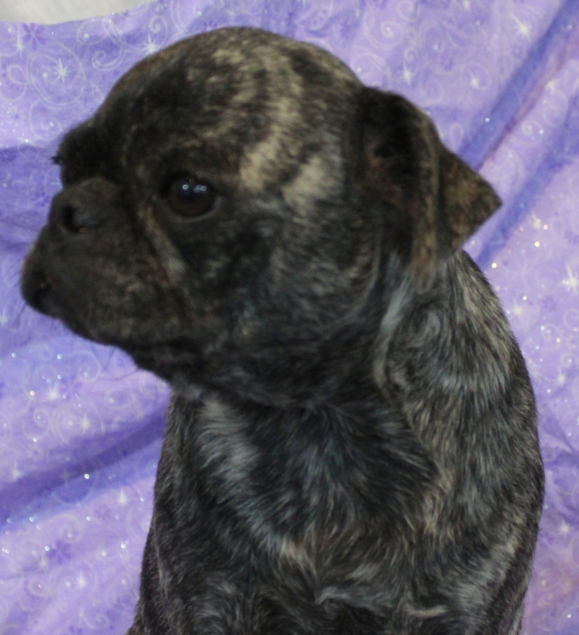 Fava Bean Brindle Pug 