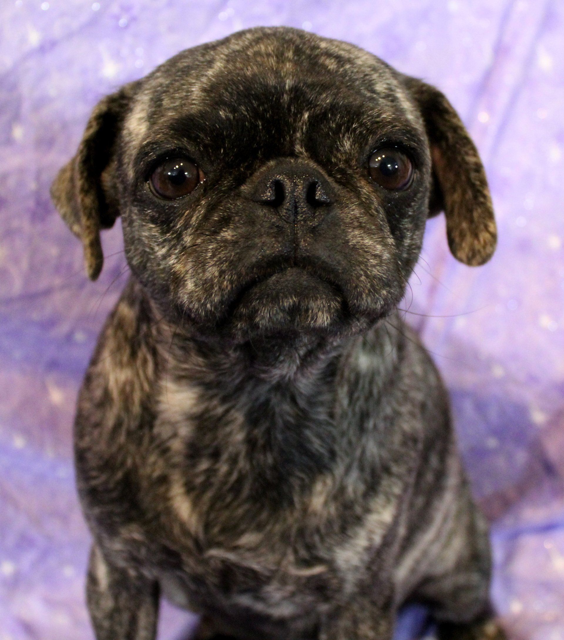Fava Bean Brindle Pug 