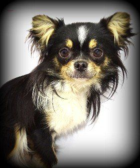 Chia Black Tri color AKC Chihuahua Longhaired