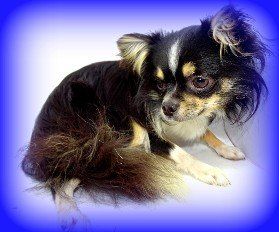 Chia Black Tri color AKC Chihuahua Longhaired
