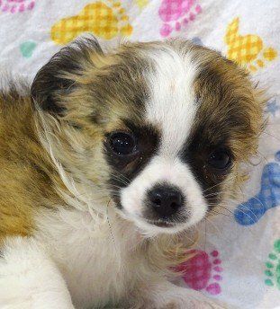 Peaches Brindle and White AKC Longhaired Chihuahua as a pup