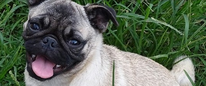 Fawn Pug — Abilene, KS — JNJ Pugs-N-Paps