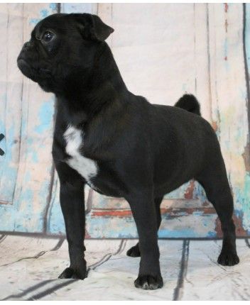 Traditional Black pug with White Chest  from JnJPugsNPaps in KS