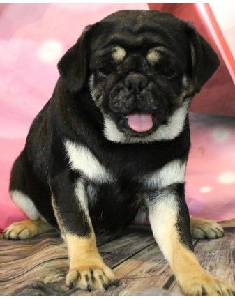 Dobie Marked Pug  from JnJPugsNPaps in KS