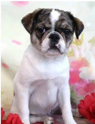 Brindle Panda Pug  from JnJPugsNPaps in KS